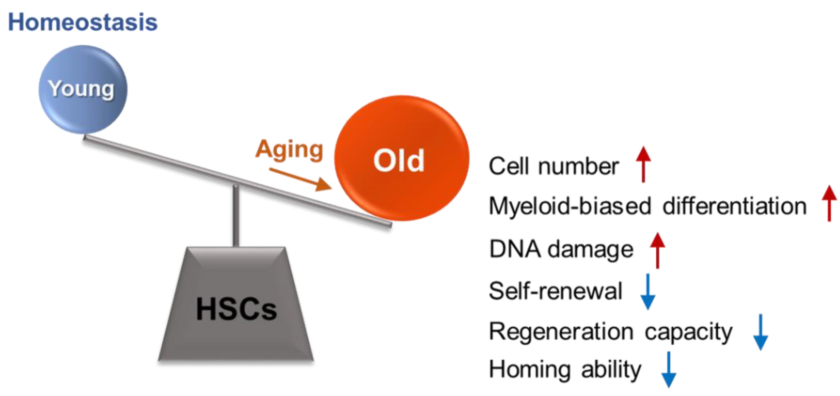 Ijms 21 04780 g001 Ijms 21 04780 g001