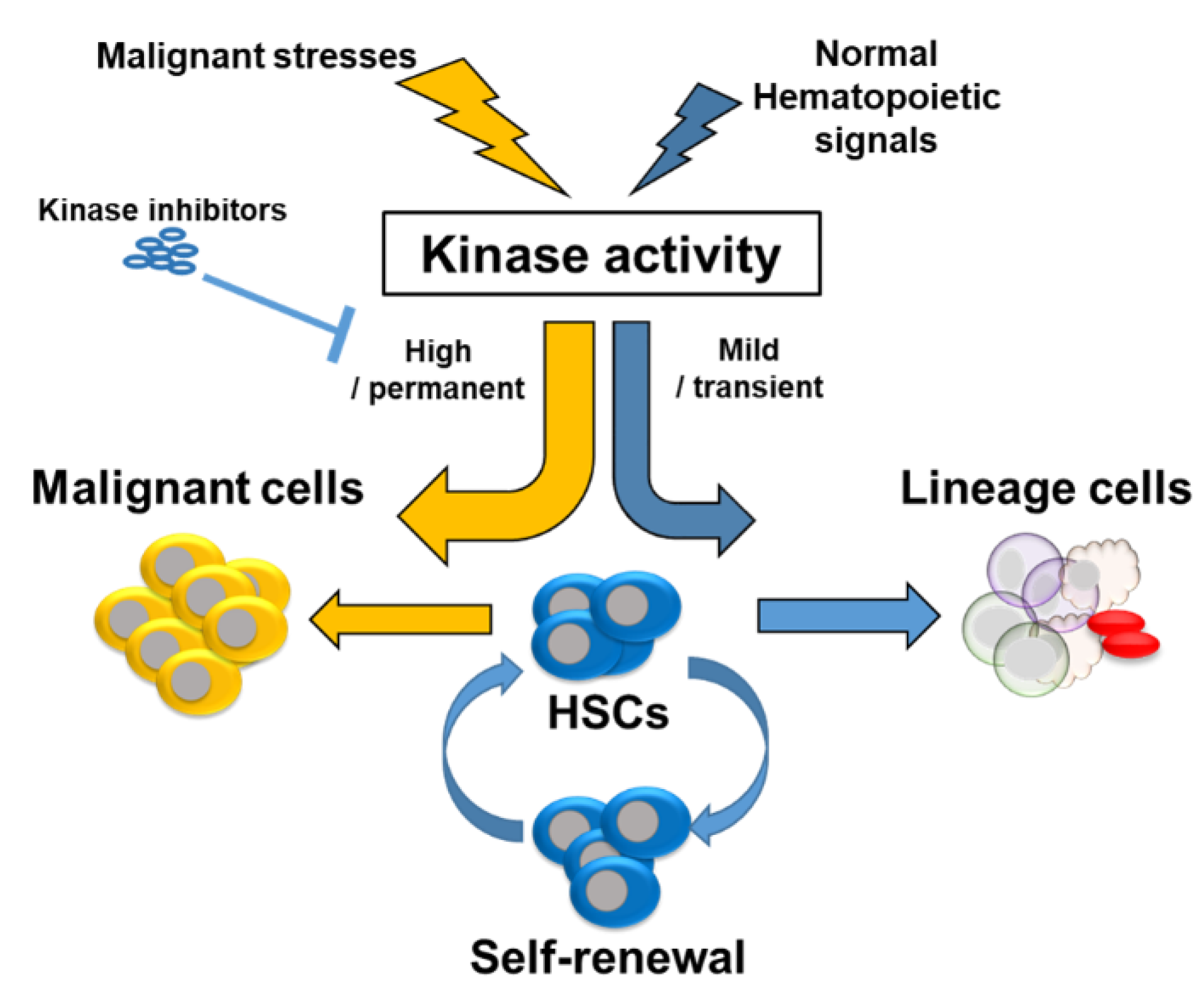 Ijms 21 04780 g002 Ijms 21 04780 g002