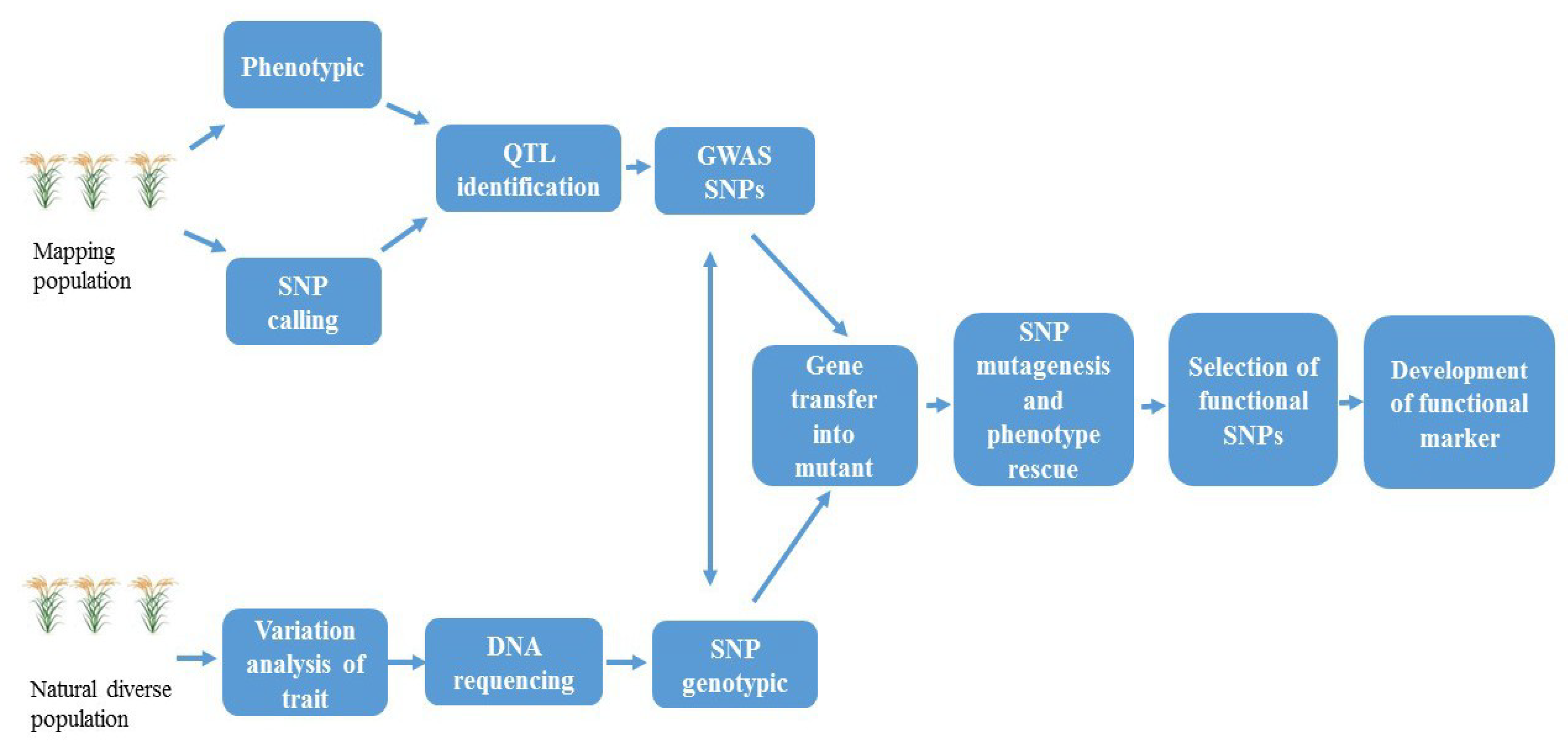 Precision plant molecules information