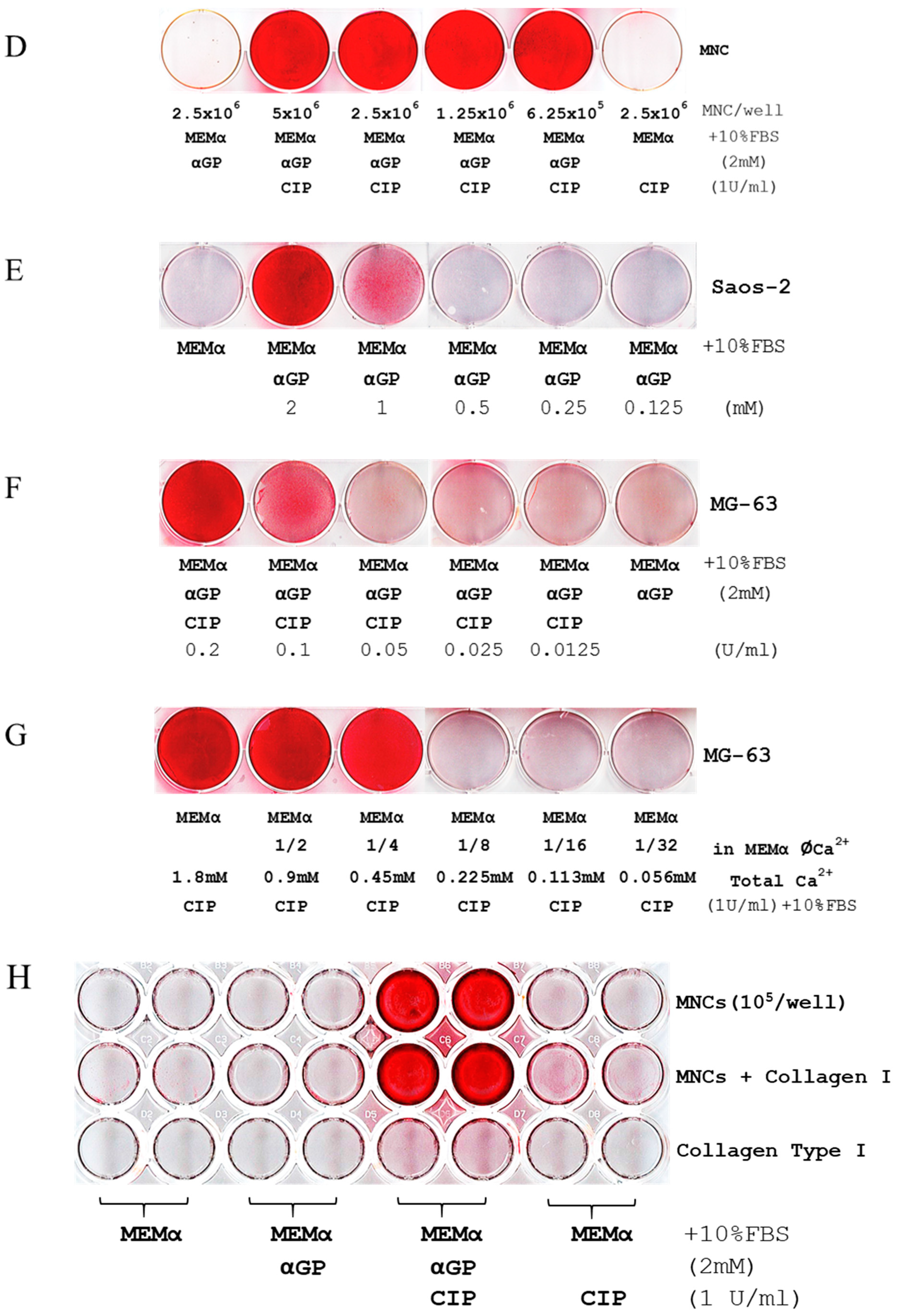 Ijms 21 04820 g001b Ijms 21 04820 g001b