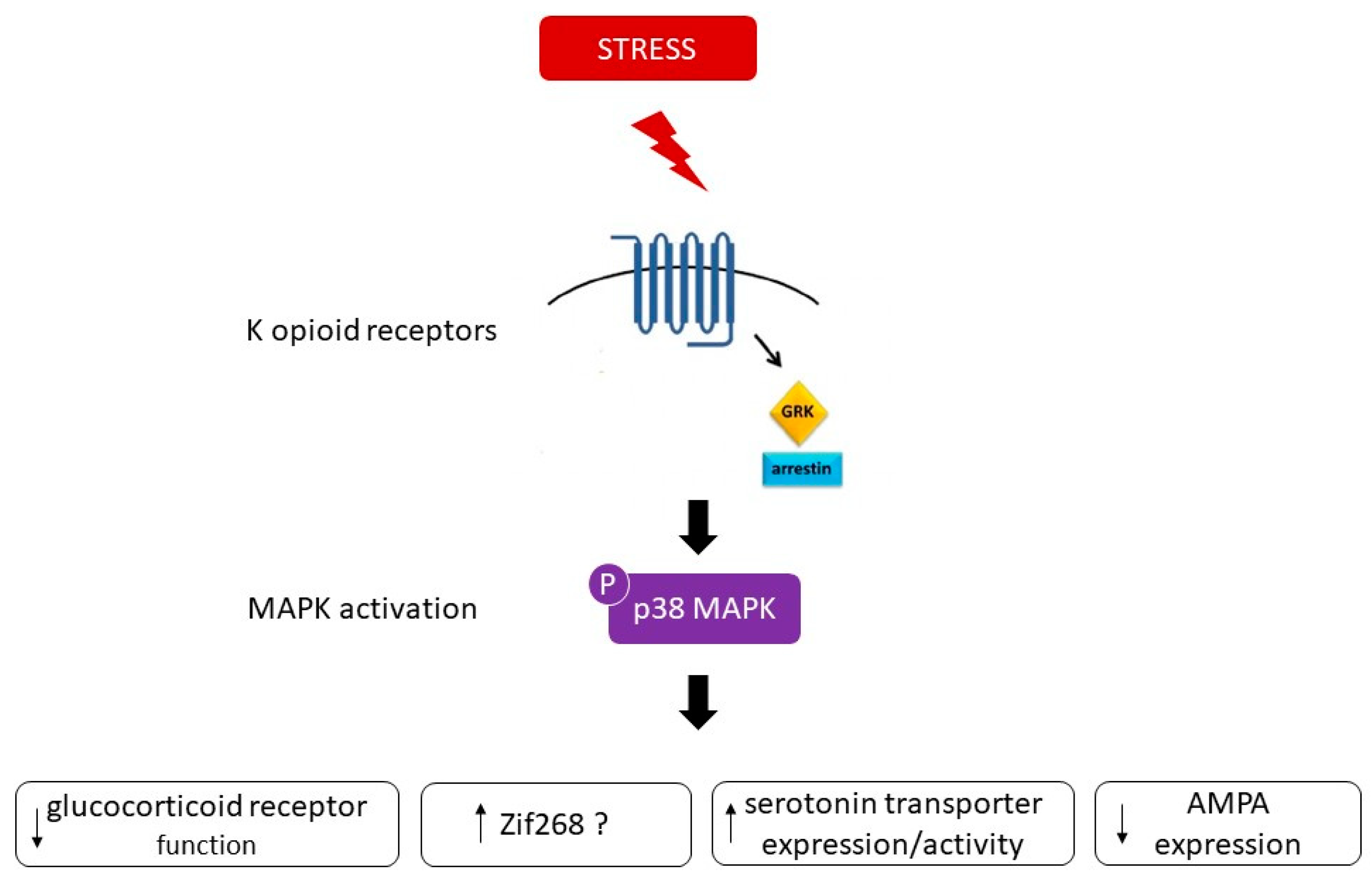 IJMS | Free Full-Text | Is p38 MAPK Associated to Drugs of Abuse-Induced  Abnormal Behaviors?