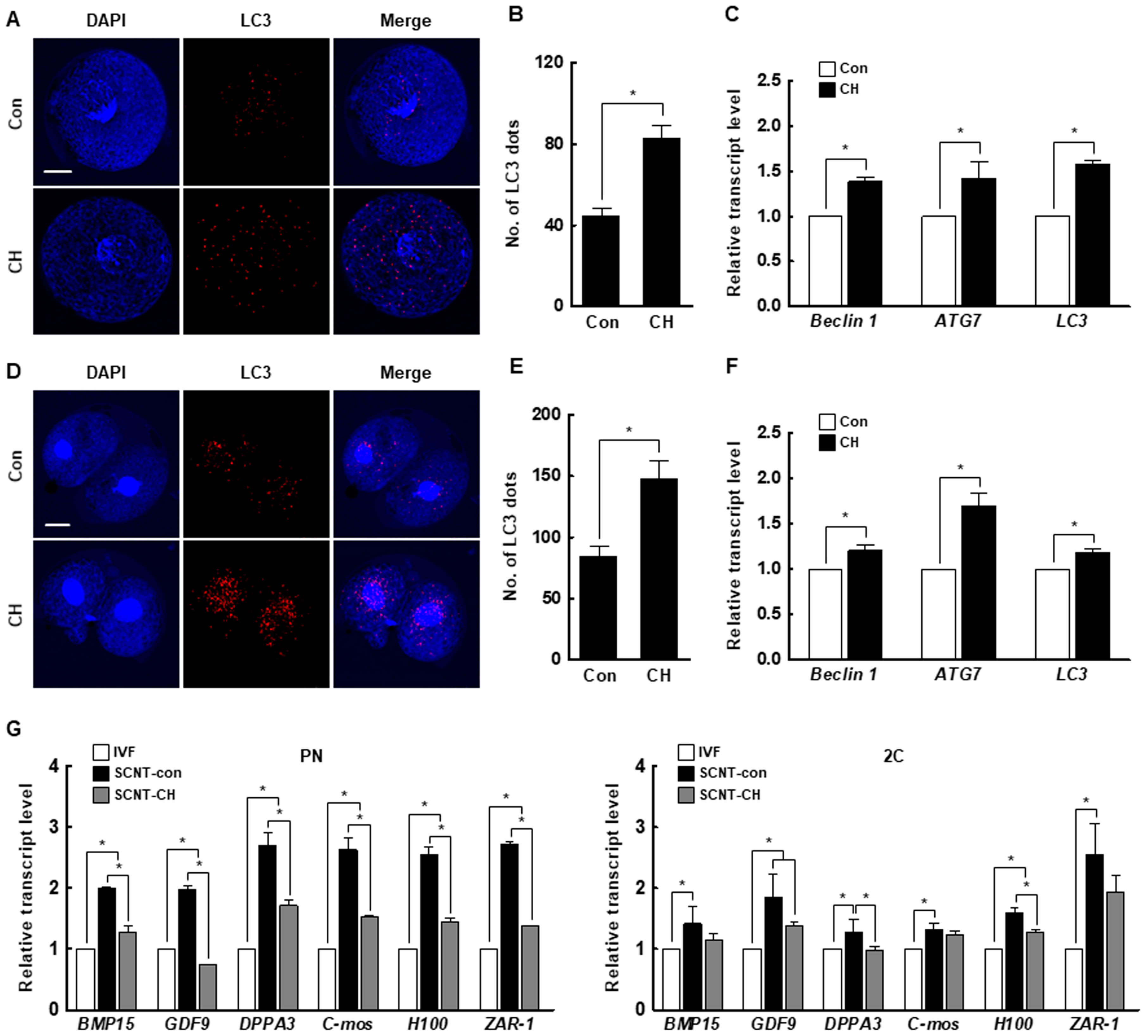 Ijms 21 04836 g007 Ijms 21 04836 g007