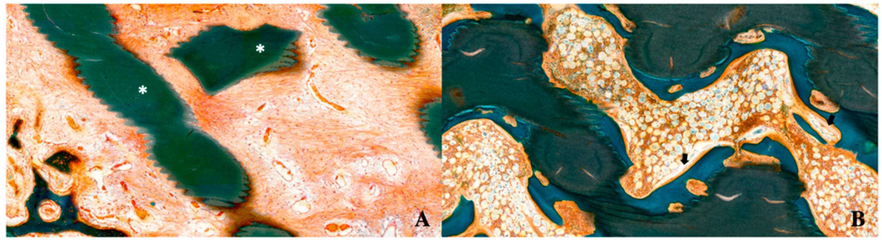 Ijms 21 04837 g004 Ijms 21 04837 g004