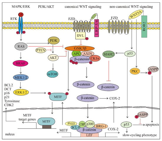 IJMS | Free Full-Text | WNT Signaling in Melanoma