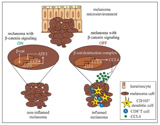 Ijms Free Full Text Wnt Signaling In Melanoma Html