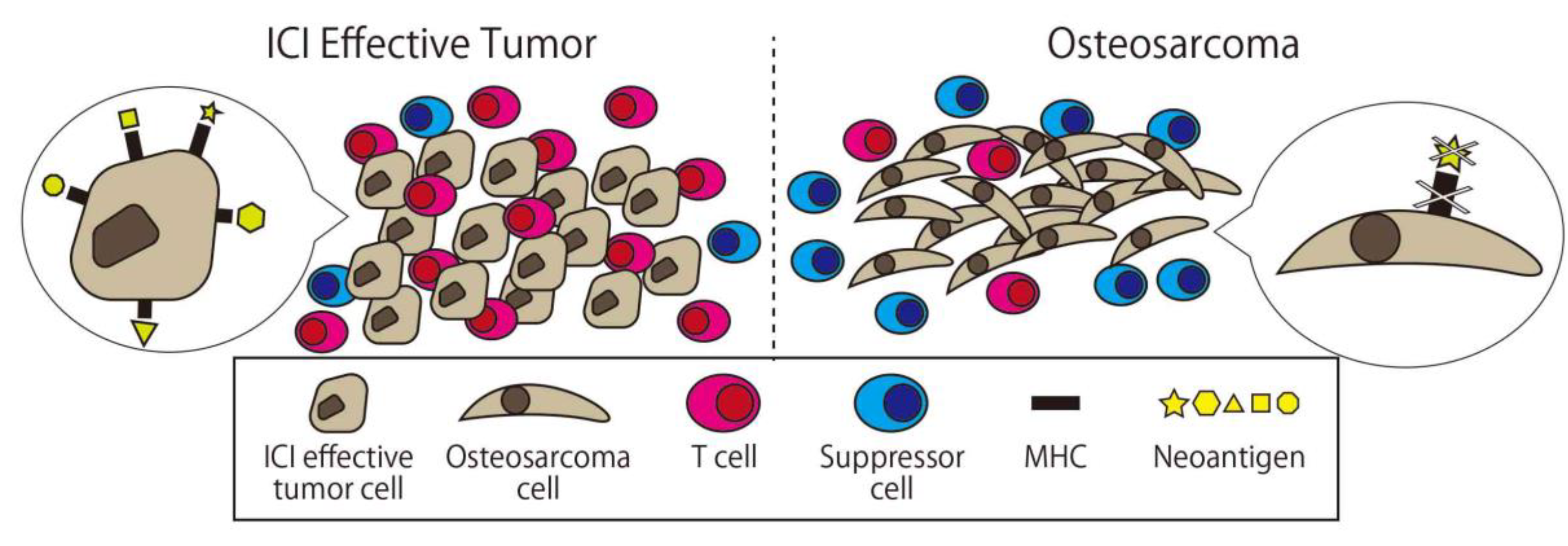 Ijms 21 04877 g005 Ijms 21 04877 g005