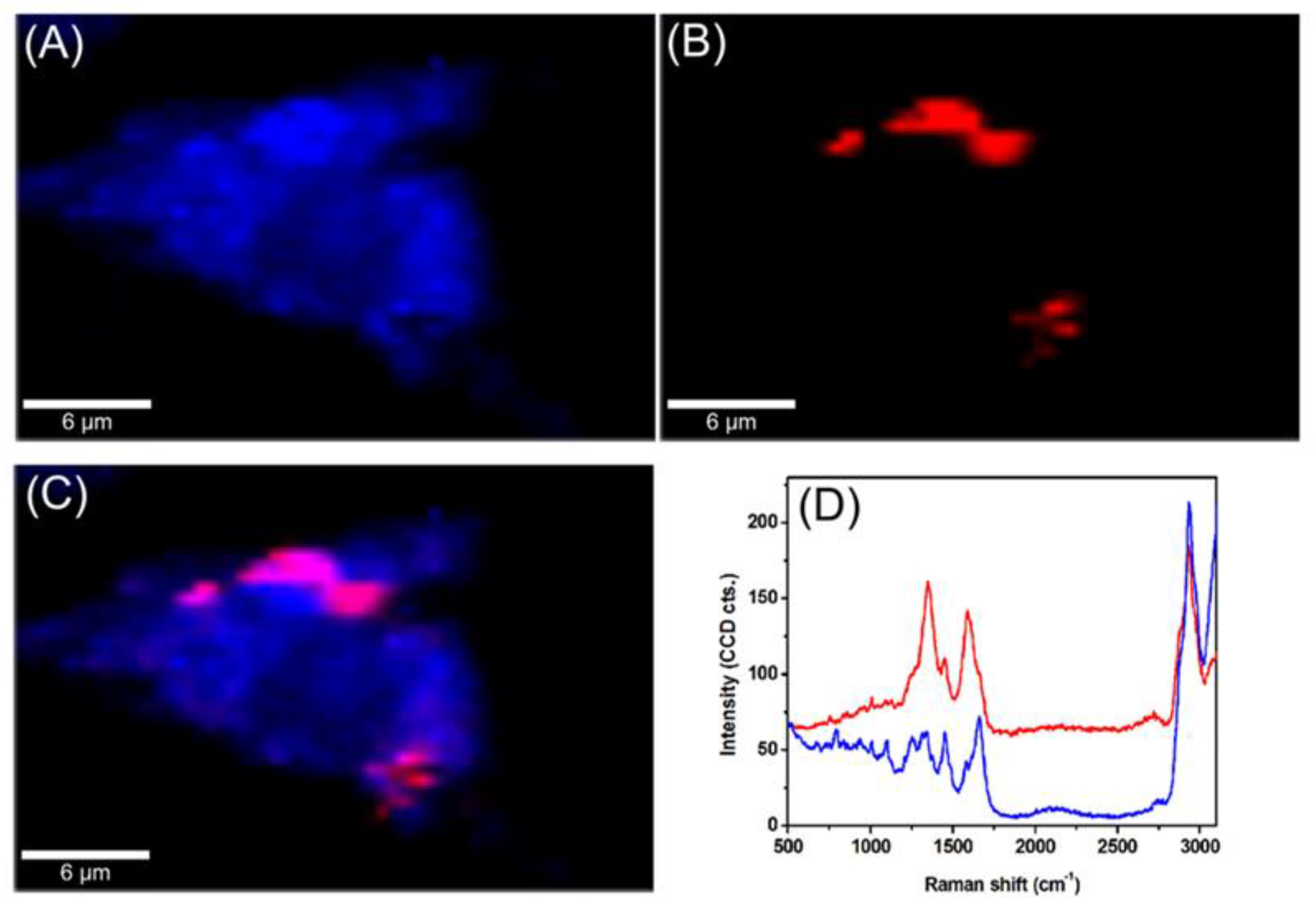 Ijms 21 04891 g003 Ijms 21 04891 g003
