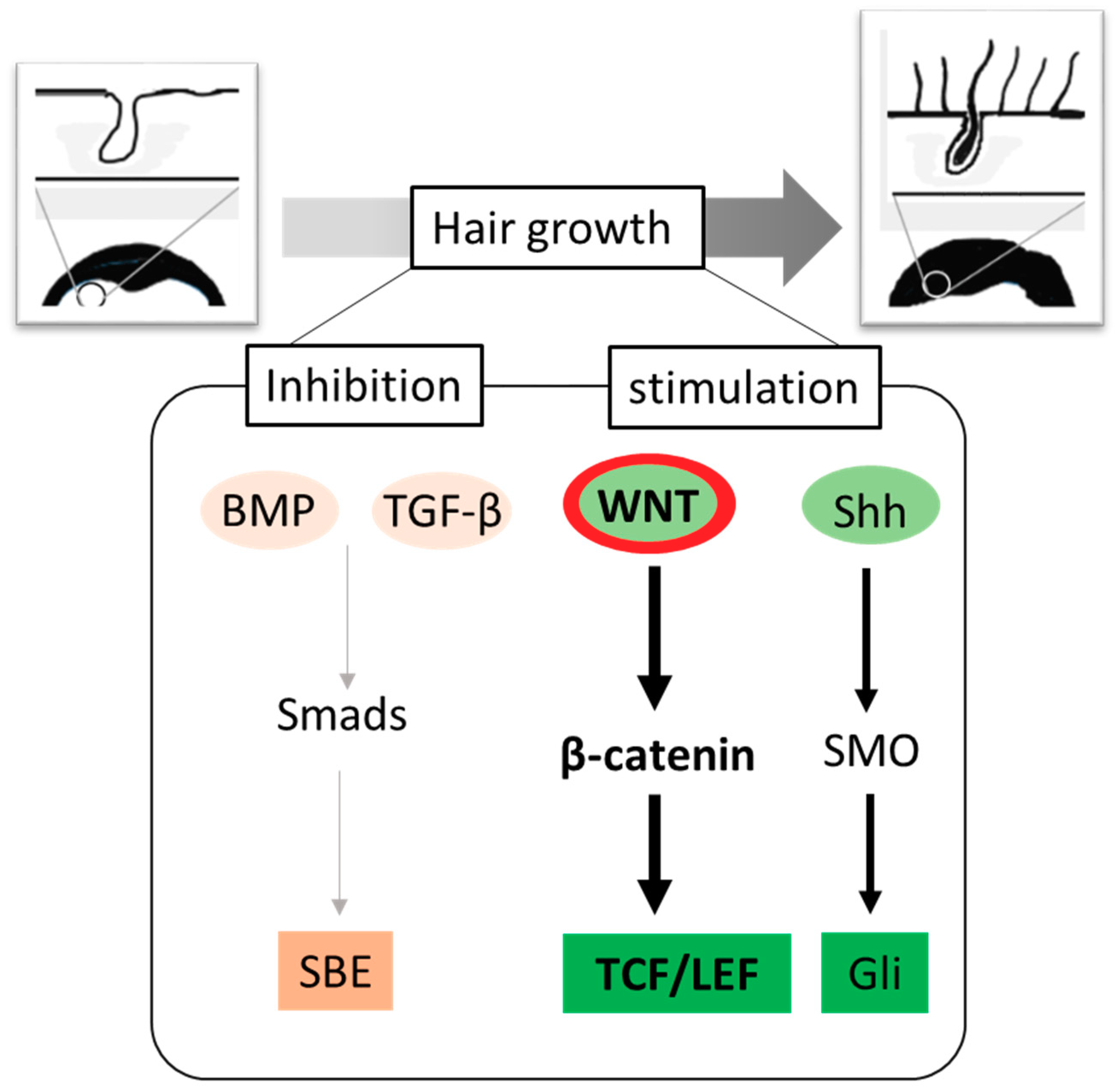 IJMS | Free Full-Text | Targeting Wnt/β-Catenin Pathway for Developing