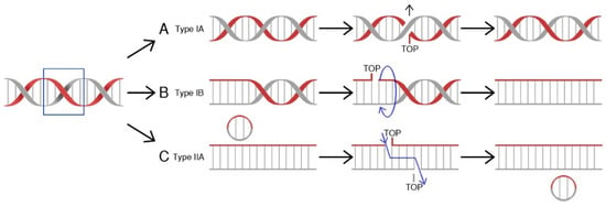 IJMS | Free Full-Text | Irinotecan—Still An Important Player In Cancer ...