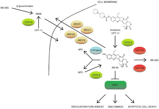 IJMS | Free Full-Text | Irinotecan—Still An Important Player In Cancer ...