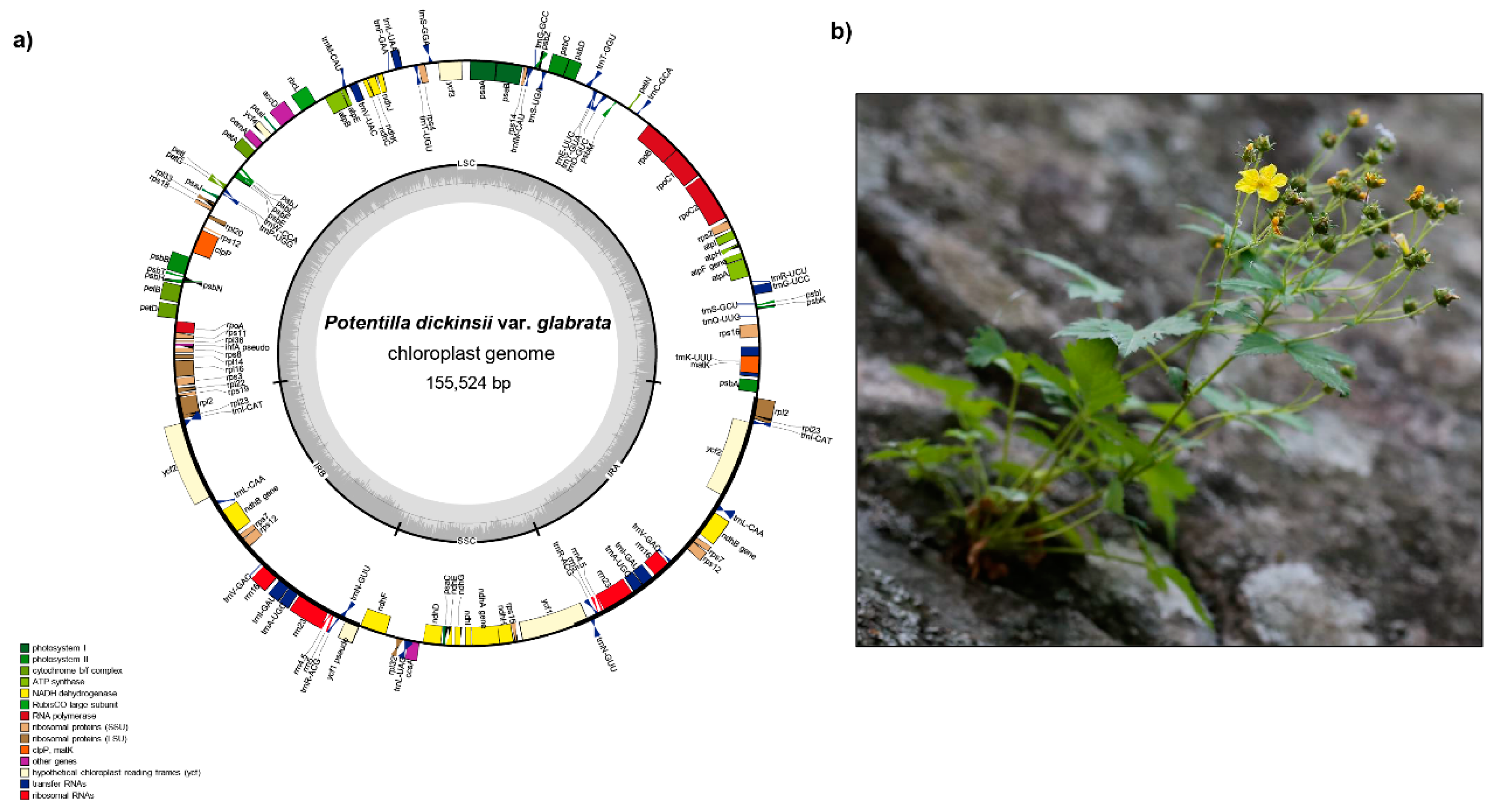 Ijms Free Full Text Characterization And Comparison Of Two Complete Plastomes Of Rosaceae Species Potentilla Dickinsii Var Glabrata And Spiraea Insularis Endemic To Ulleung Island Korea Html