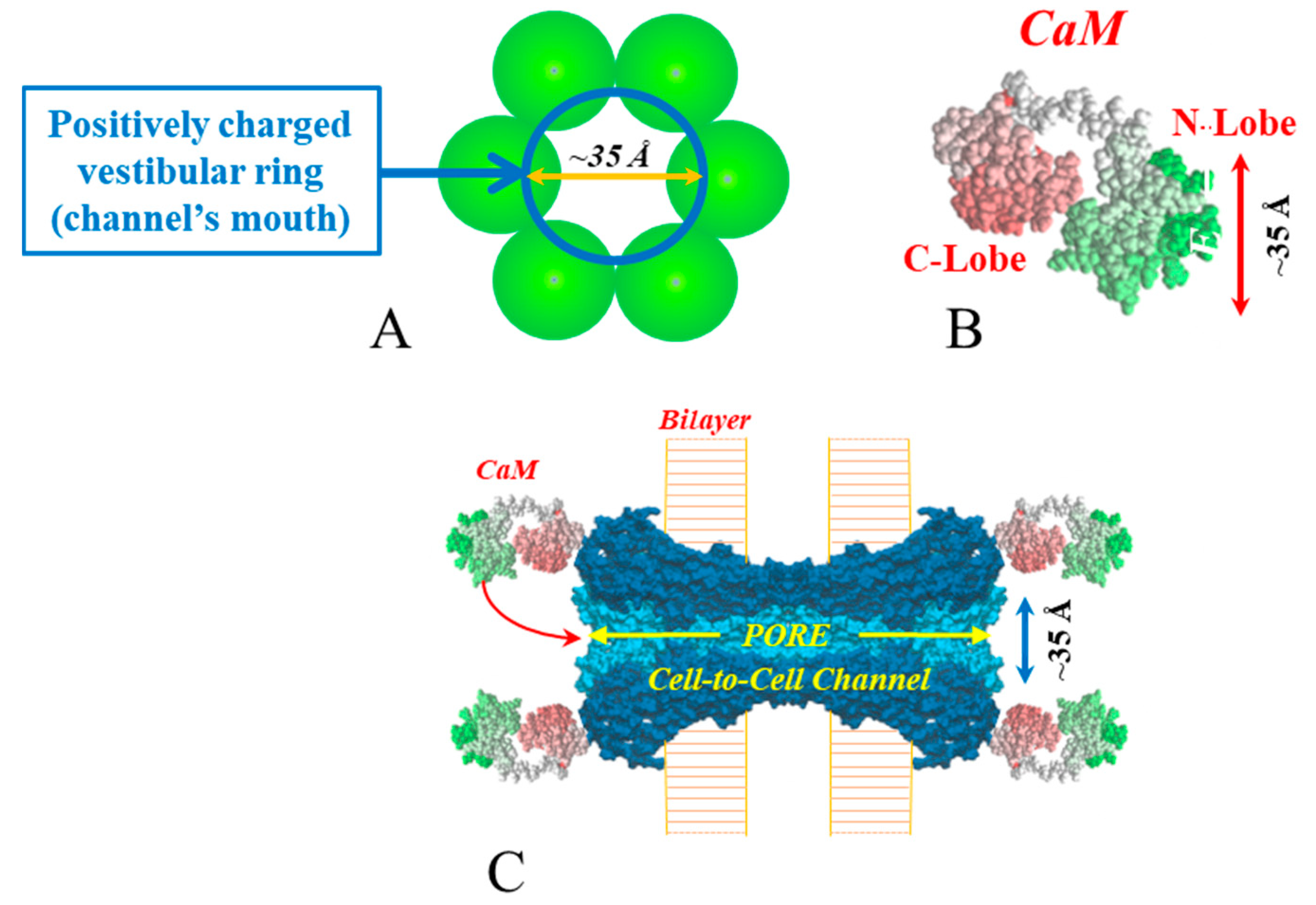 Ijms Free Full Text Calmodulin Cork Model Of Gap Junction Channel Gating One Molecule Two Mechanisms Html