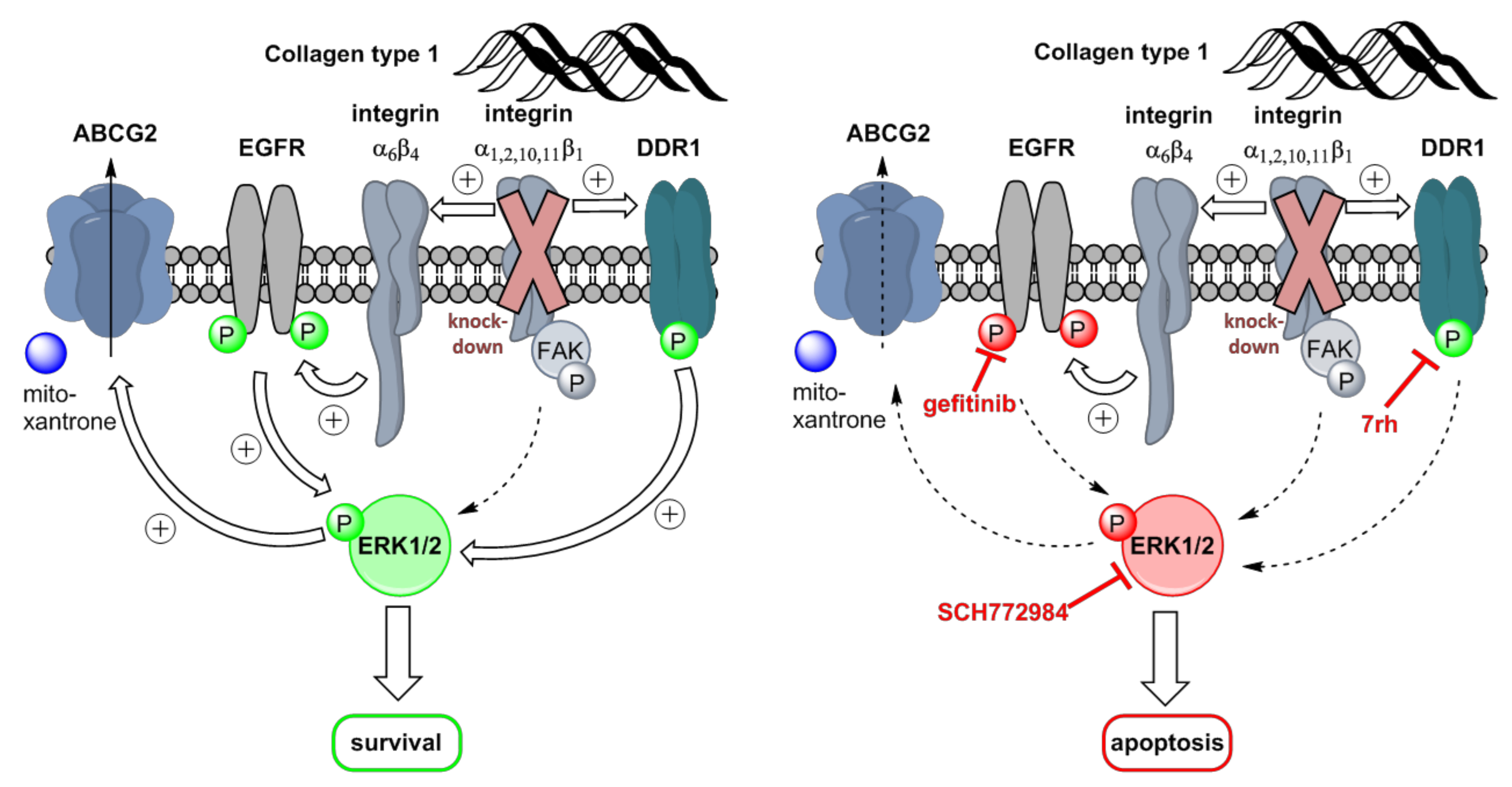 Ijms Free Full Text Targeting Discoidin Domain Receptor 1 Ddr1 Signaling And Its Crosstalk 