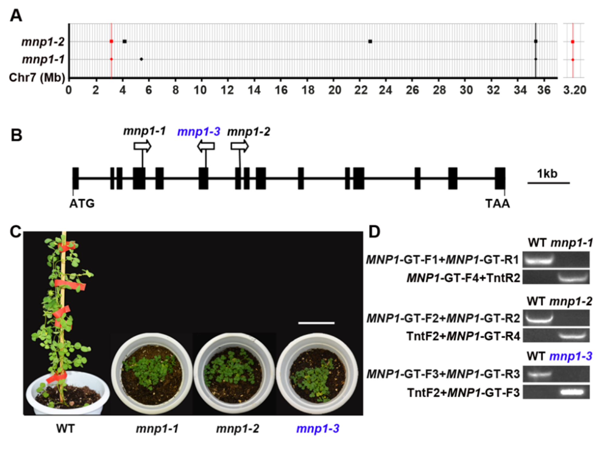 Ijms Free Full Text Cloning And Functional Analysis Of Dwarf Gene Mini Plant 1 Mnp1 In Medicago Truncatula Html