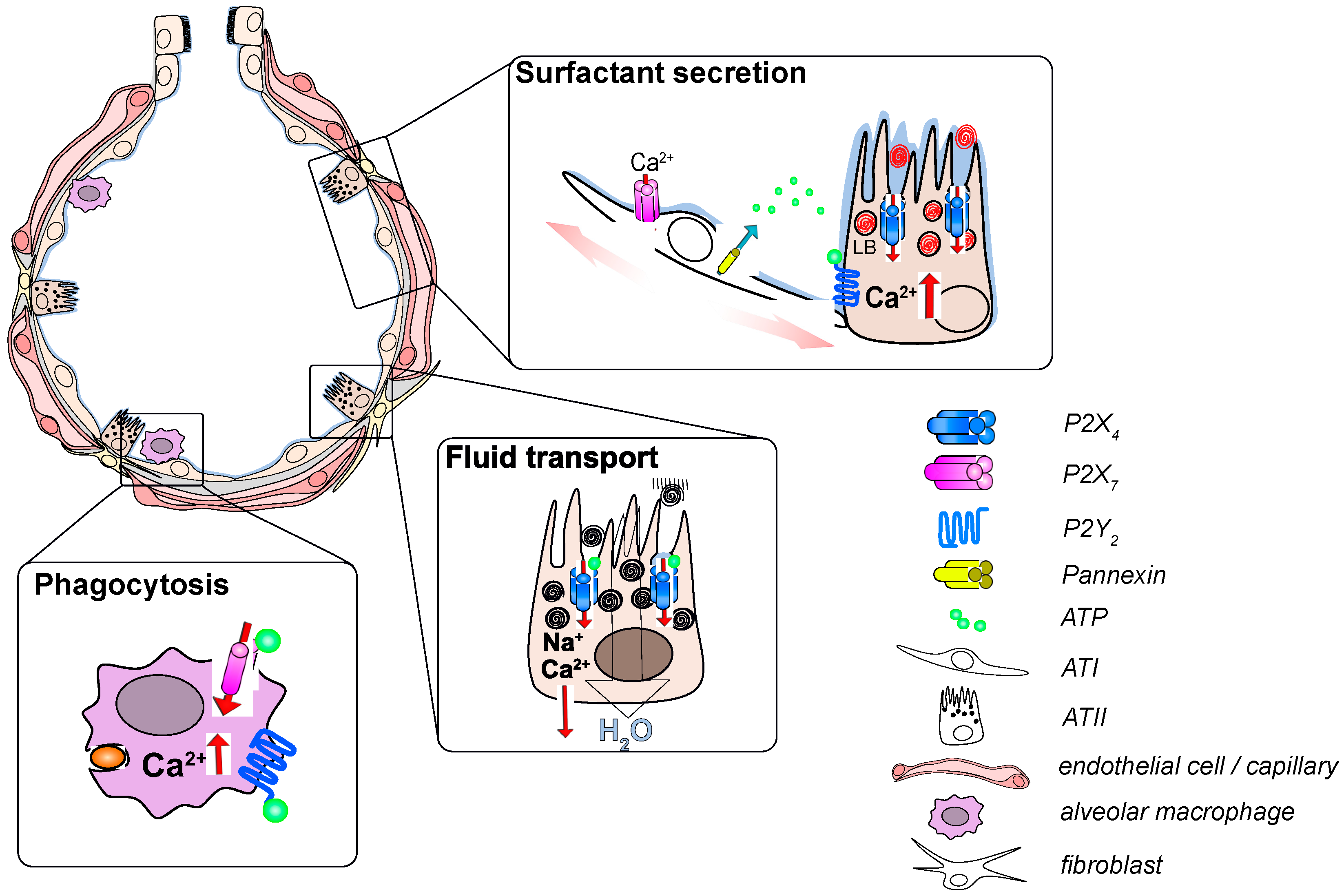 IJMS | Free Full-Text | P2 Purinergic Signaling in the Distal Lung