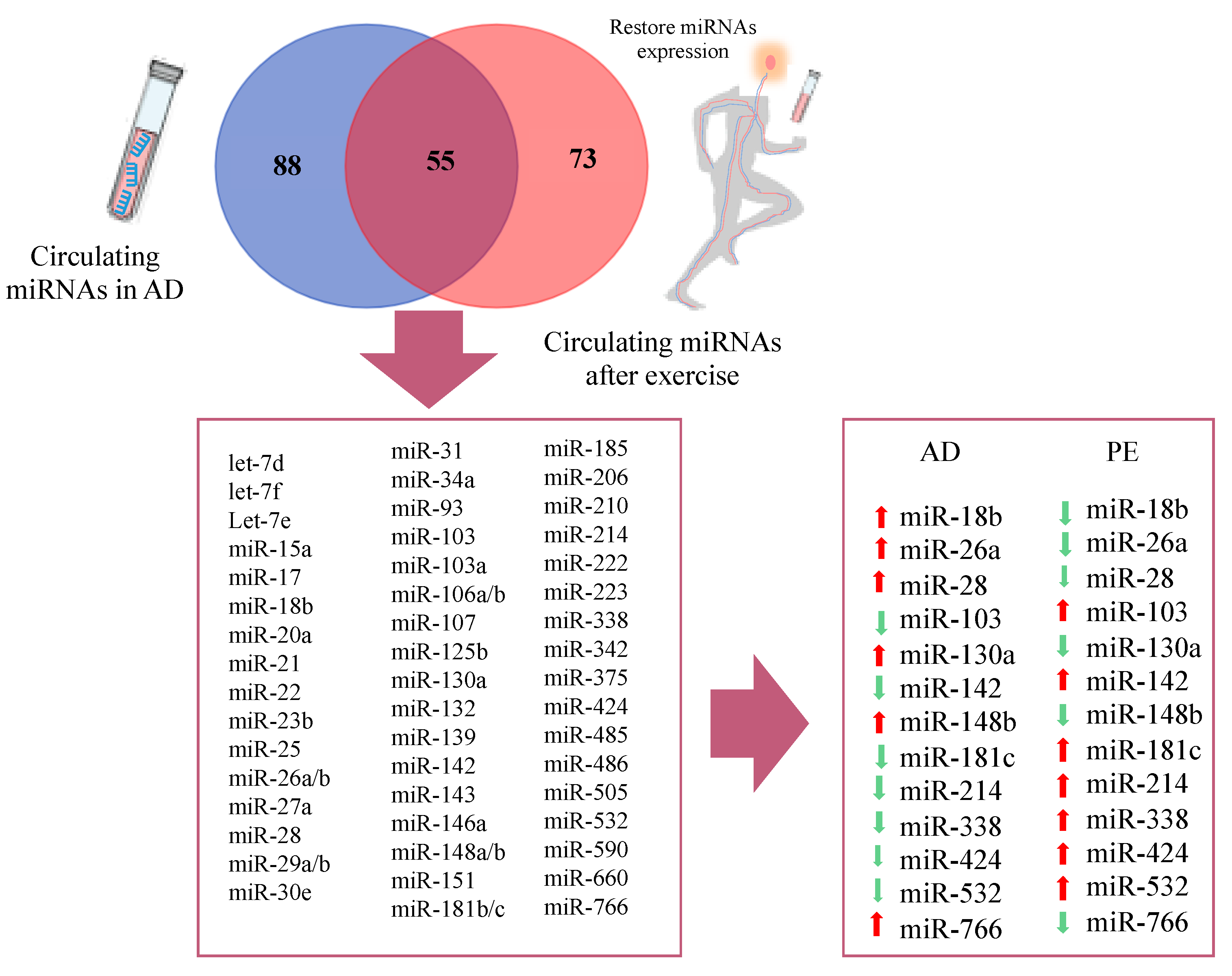 Ijms Free Full Text Modulation Of Micrornas As A Potential Molecular Mechanism Involved In The Beneficial Actions Of Physical Exercise In Alzheimer Disease Html