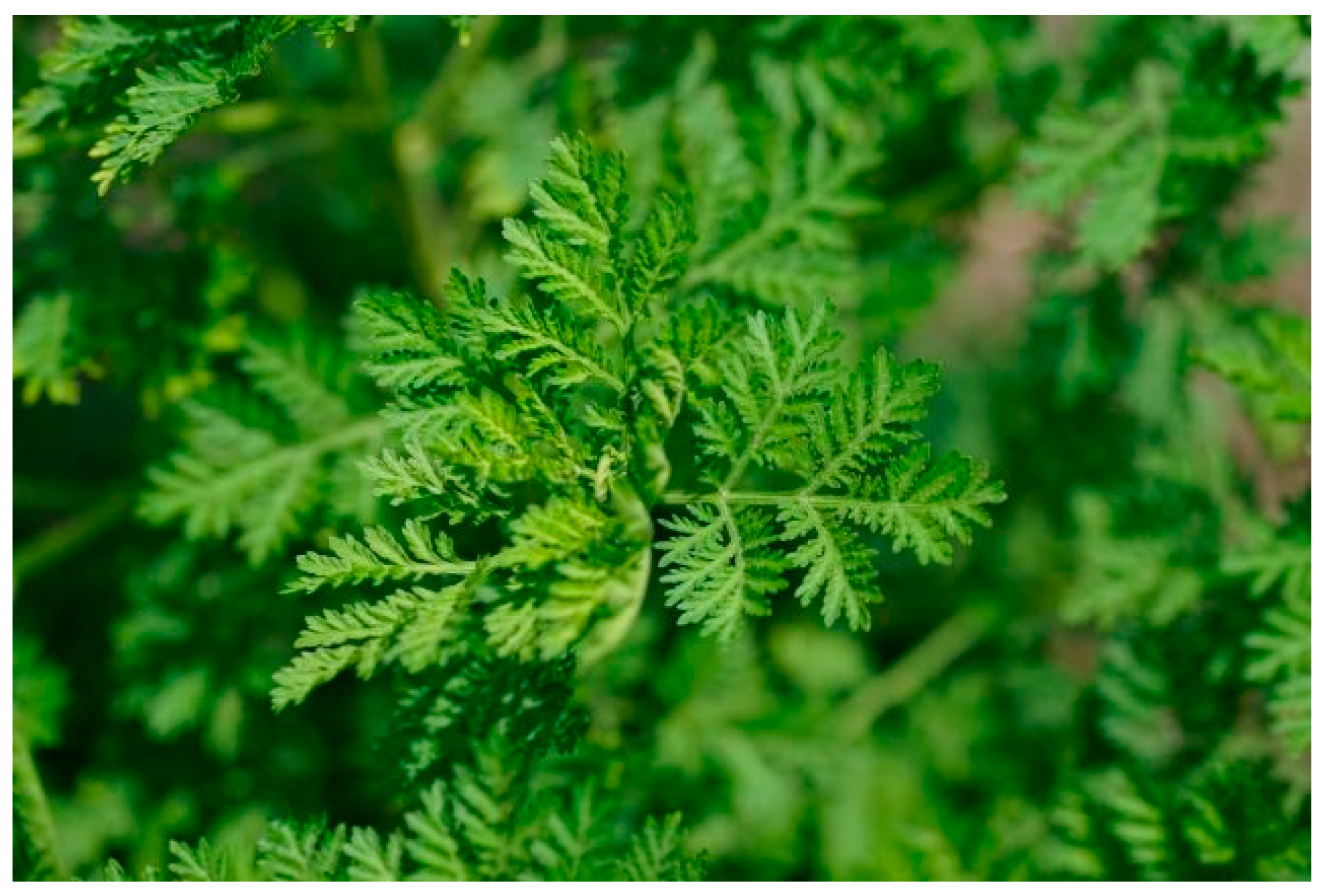 Artemisia annua leaf powder cures resistant malaria - ESCOP