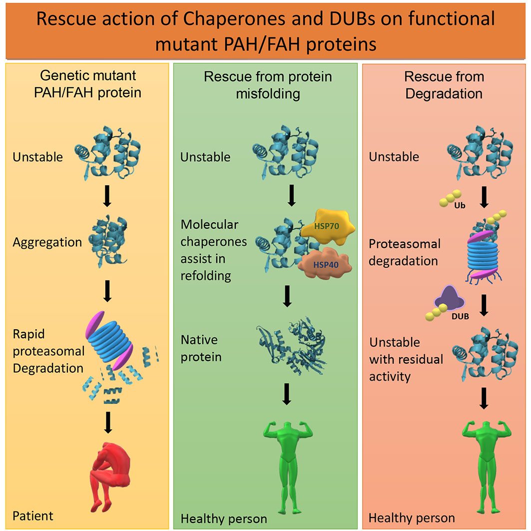 IJMS | Free Full-Text | Protein Degradation and the Pathologic Basis of