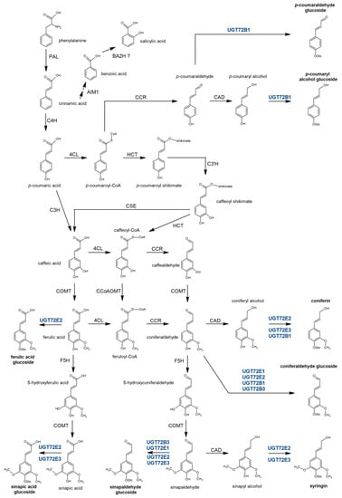 Ijms Free Full Text Characterization Of The Udp Glycosyltransferase Ugt72 Family In Poplar And Identification Of Genes Involved In The Glycosylation Of Monolignols Html