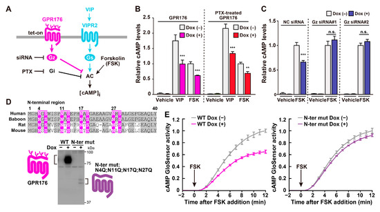 Identification and functional characterisation of N-linked glycosylation of  the orphan G protein-coupled receptor Gpr176