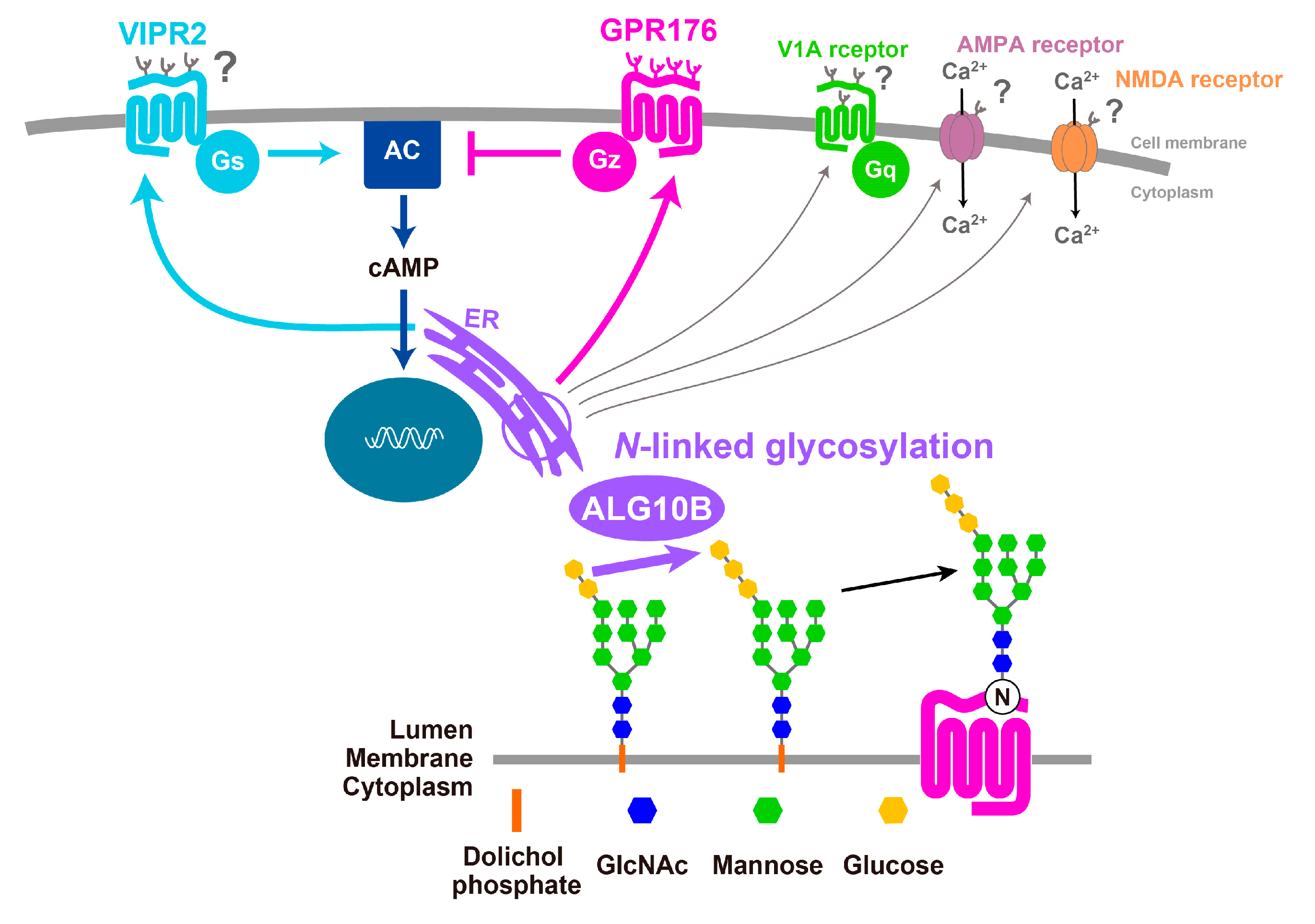 Identification and functional characterisation of N-linked glycosylation of  the orphan G protein-coupled receptor Gpr176