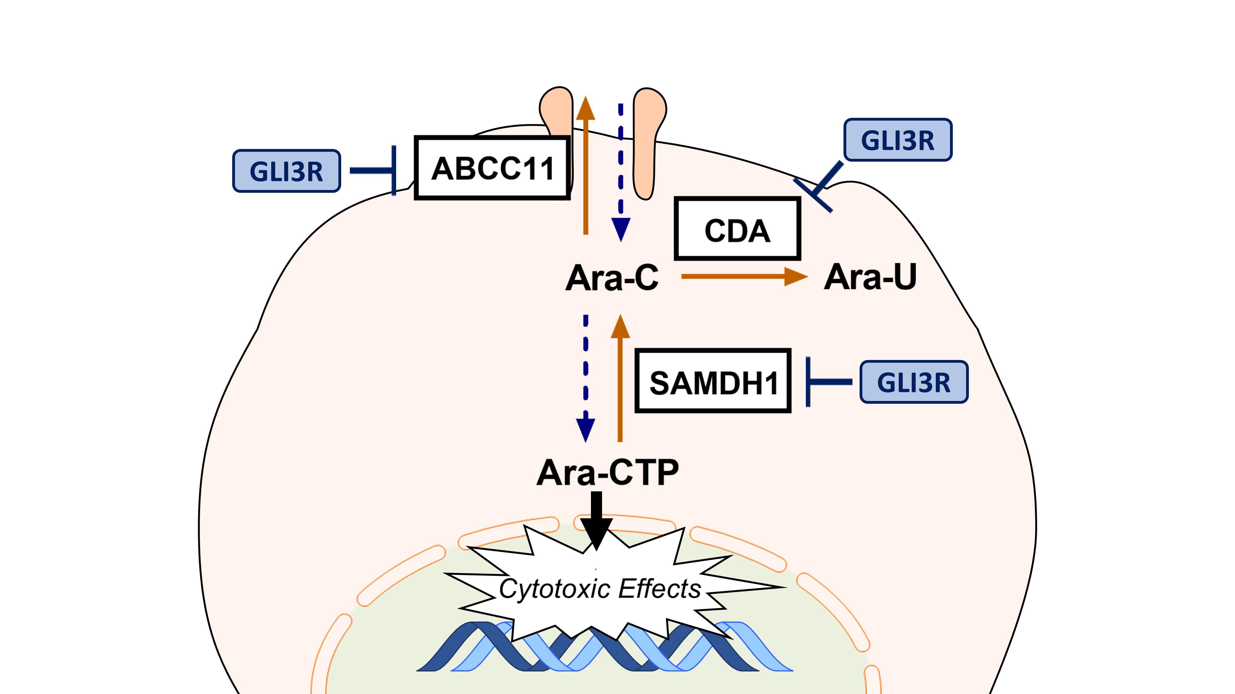 IJMS | Free Full-Text | Downregulation of GLI3 Expression Mediates  Chemotherapy Resistance in Acute Myeloid Leukemia | HTML