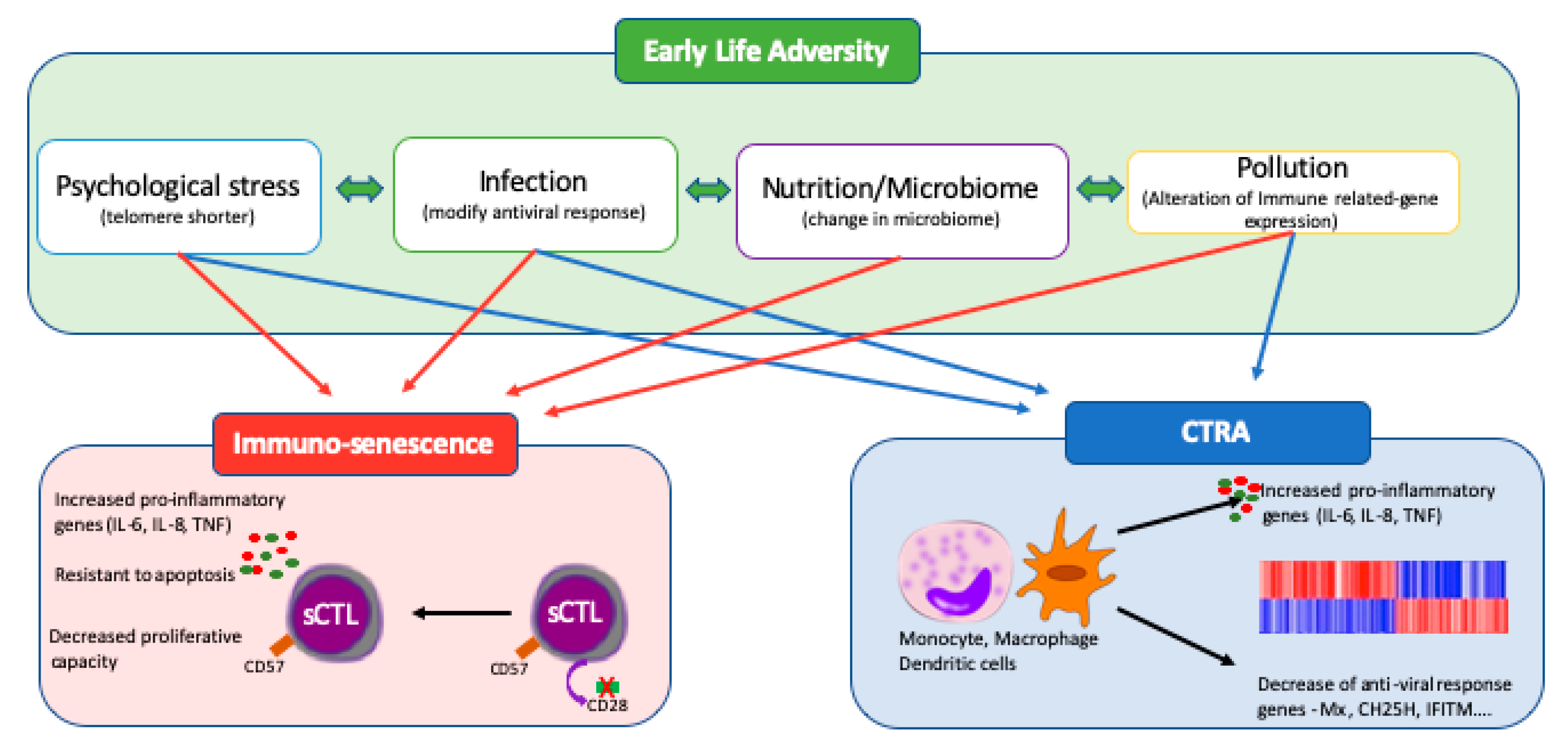 IJMS | Free Full-Text | The COVID-19 Pandemic: Does Our Early Life  Environment, Life Trajectory and Socioeconomic Status Determine Disease  Susceptibility and Severity? | HTML