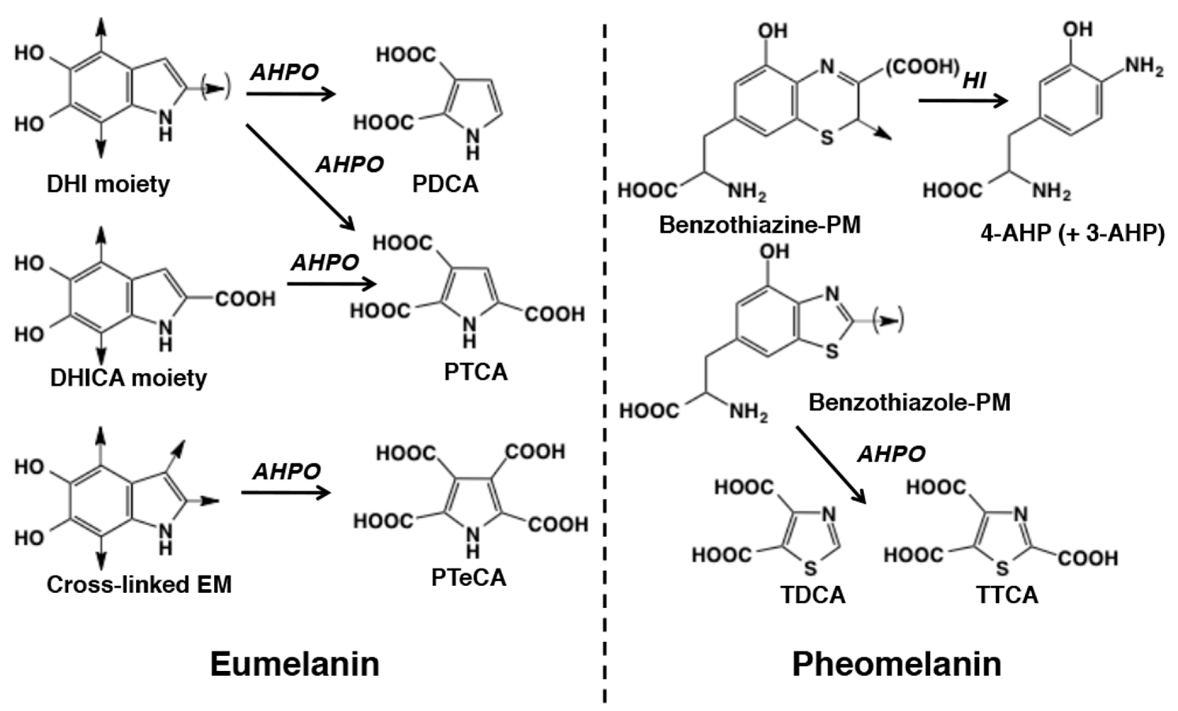 Ijms 21 05134 g001 Ijms 21 05134 g001