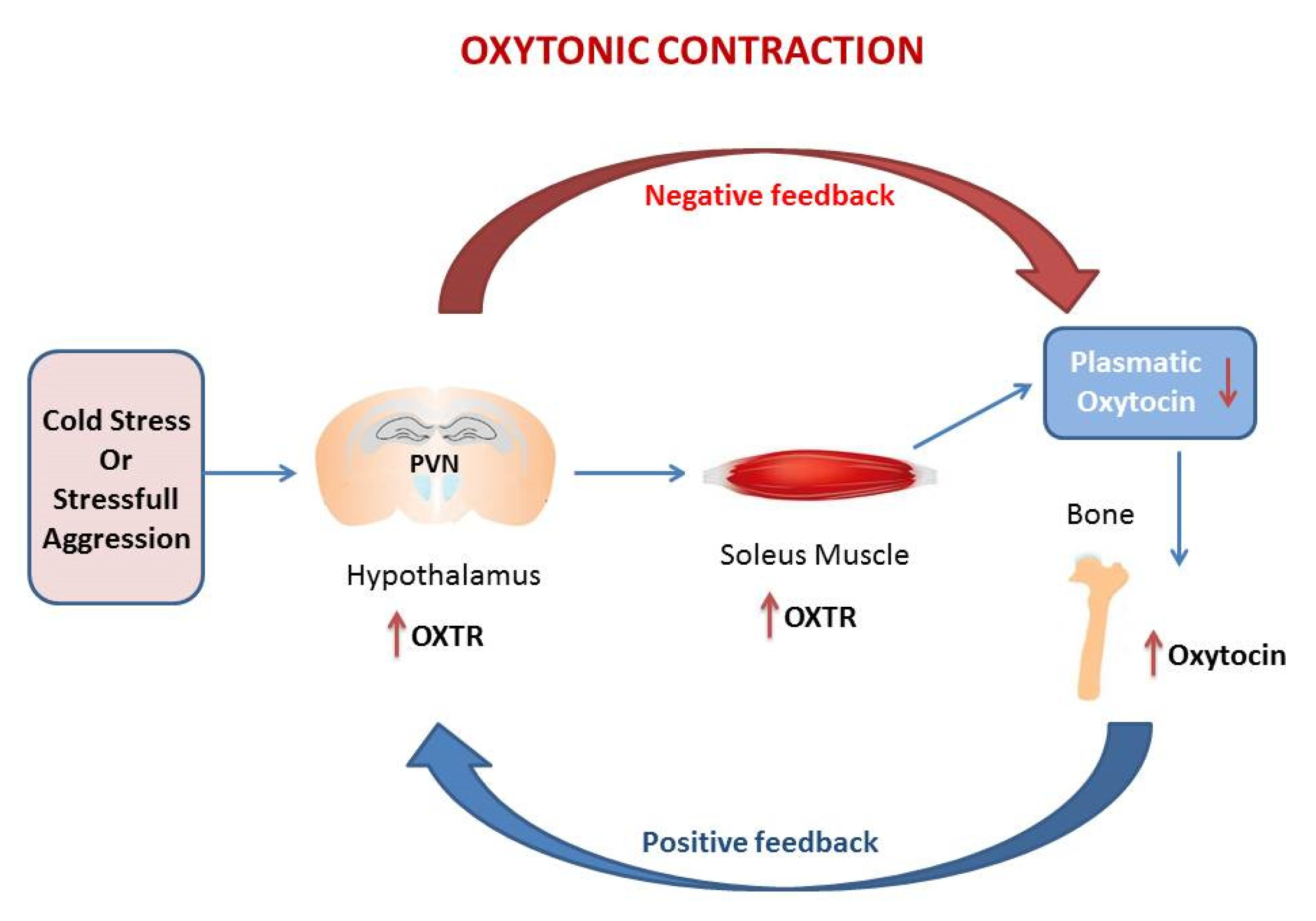 oxytocin feedback loop diagram