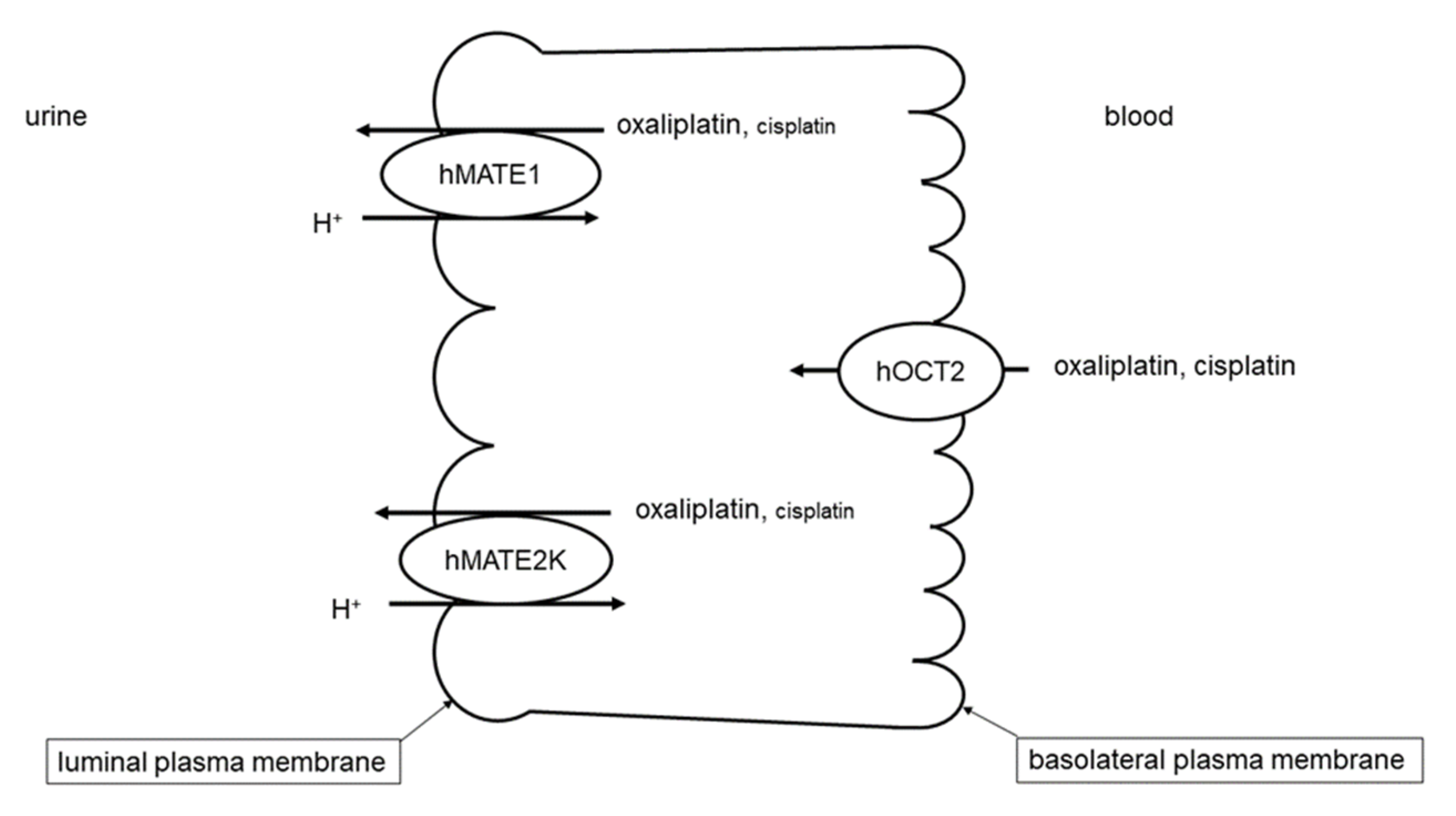 Ijms 21 05157 g001 Ijms 21 05157 g001
