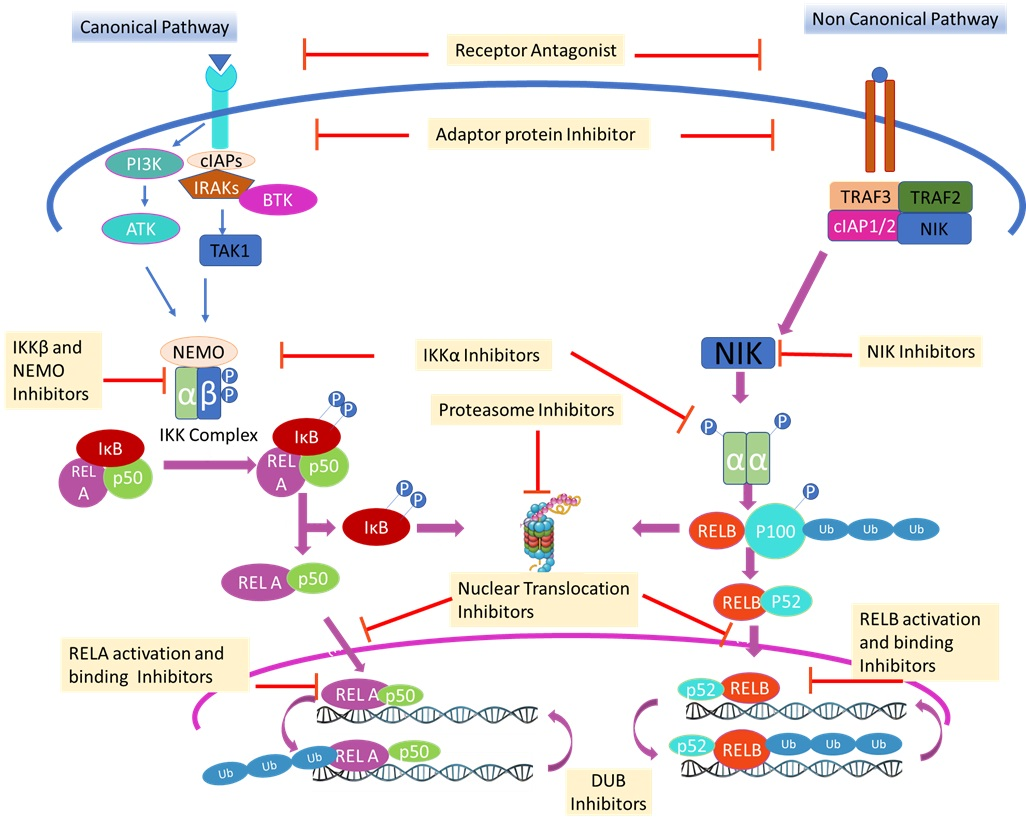 IJMS | Free Full-Text | Small Molecule NF-κB Pathway Inhibitors in Clinic |  HTML