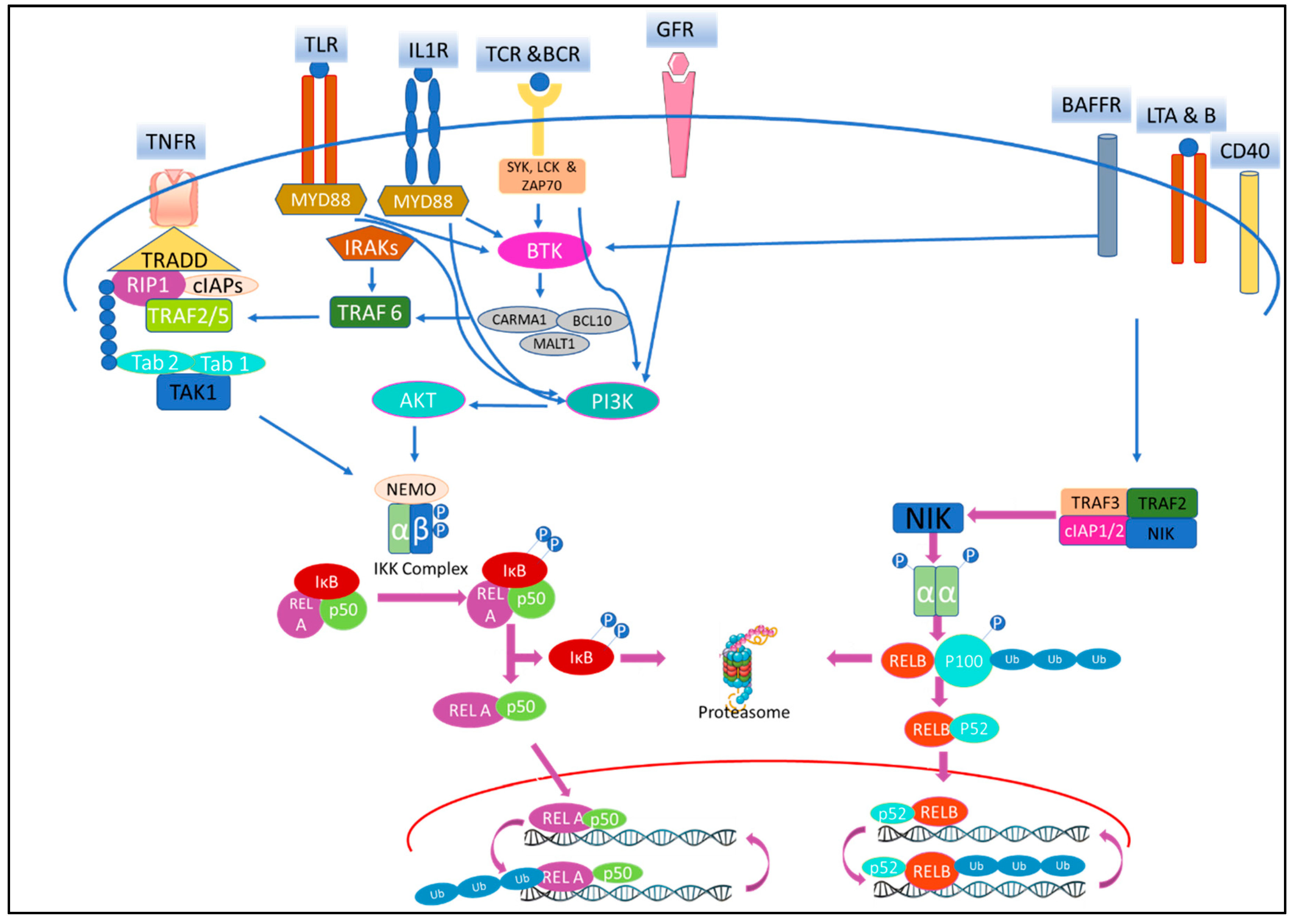 IJMS | Free Full-Text | Small Molecule NF-κB Pathway Inhibitors in Clinic |  HTML