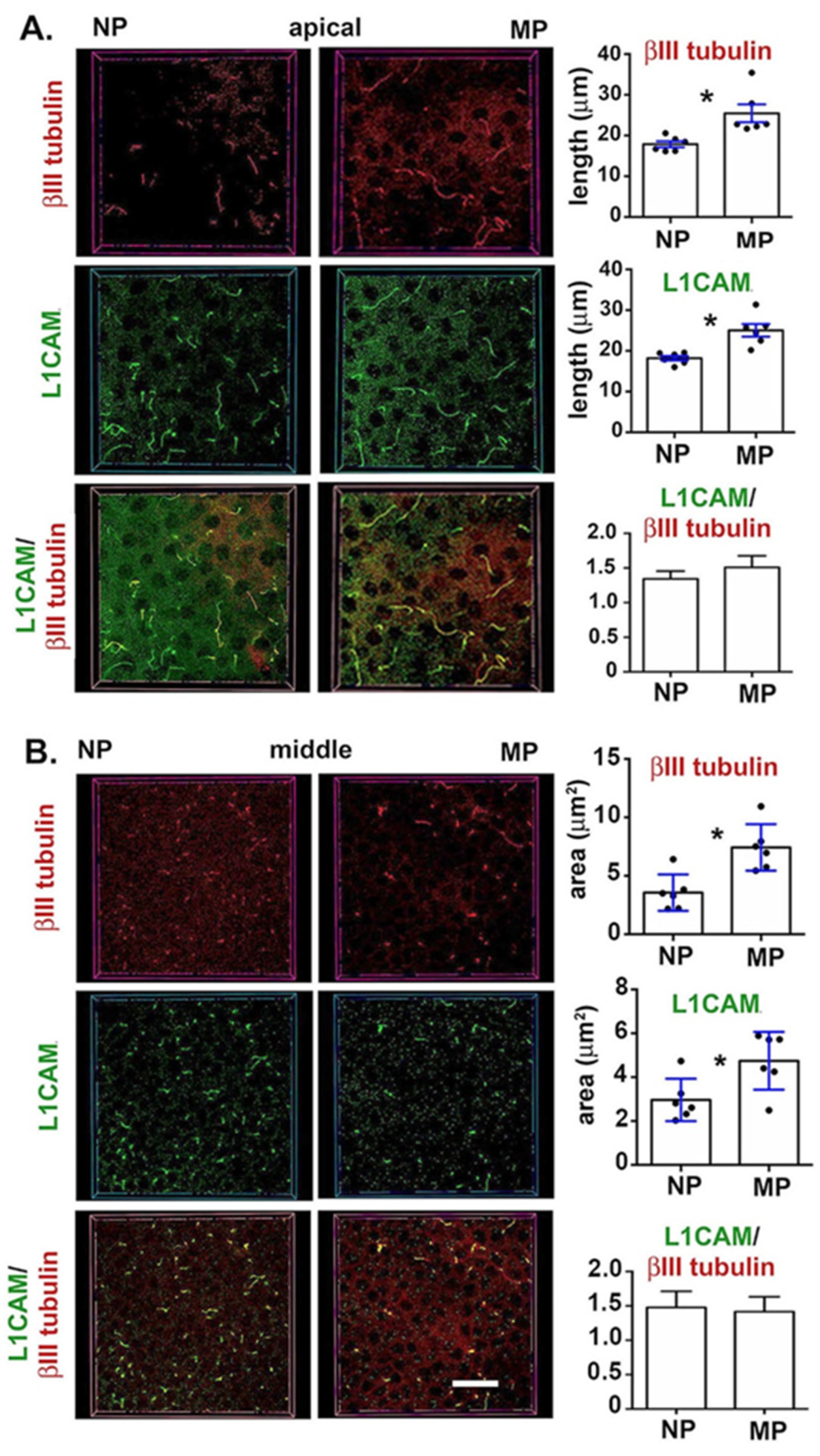 Ijms 21 05172 g007 Ijms 21 05172 g007
