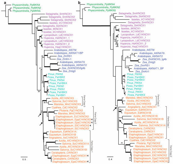 IJMS | Free Full-Text | Simple and Divided Leaves in Ferns: Exploring ...