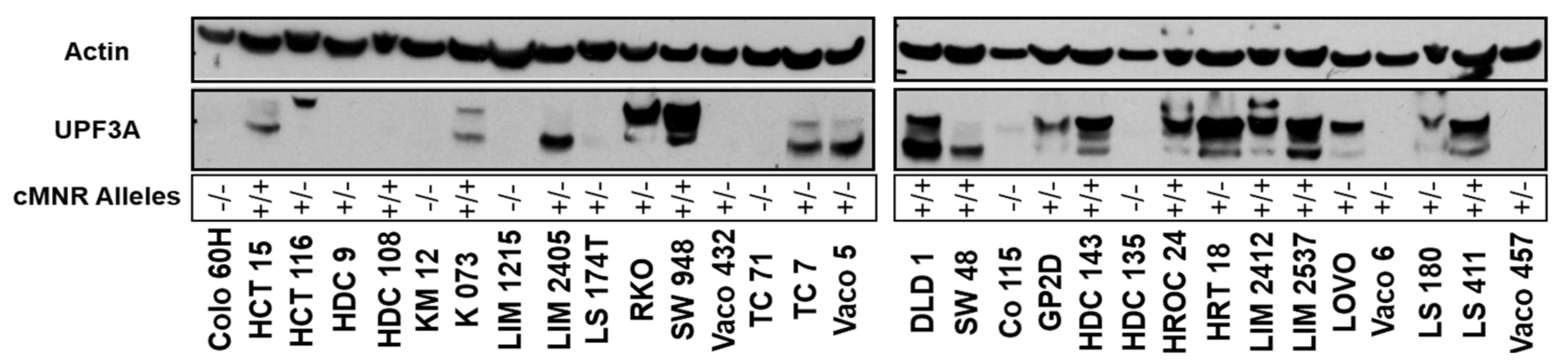 Ijms Free Full Text Phospho Proteomic Profiling Of Microsatellite Unstable Crc Cells Reveals Alterations In Nuclear Signaling And Cholesterol Metabolism Caused By Frameshift Mutation Of Nmd Regulator Upf3a Html