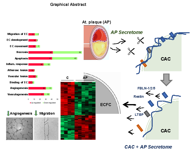 Ijms Free Full Text Atherosclerotic Pre Conditioning Affects The