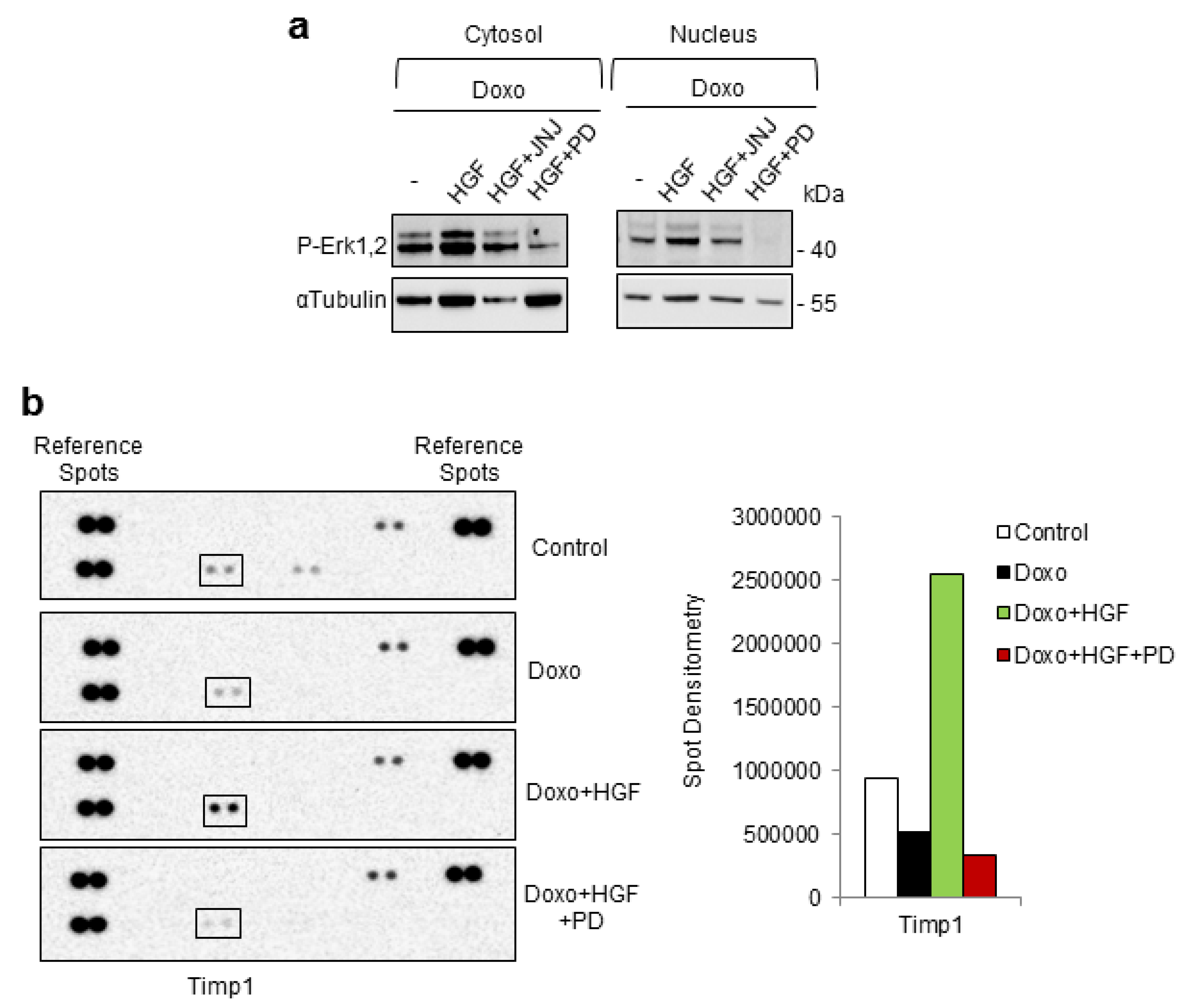 Ijms Free Full Text The Long Lasting Protective Effect Of Hgf In Cardiomyoblasts Exposed To Doxorubicin Requires A Positive Feed Forward Loop Mediated By Erk1 2 Timp1 Stat3 Html