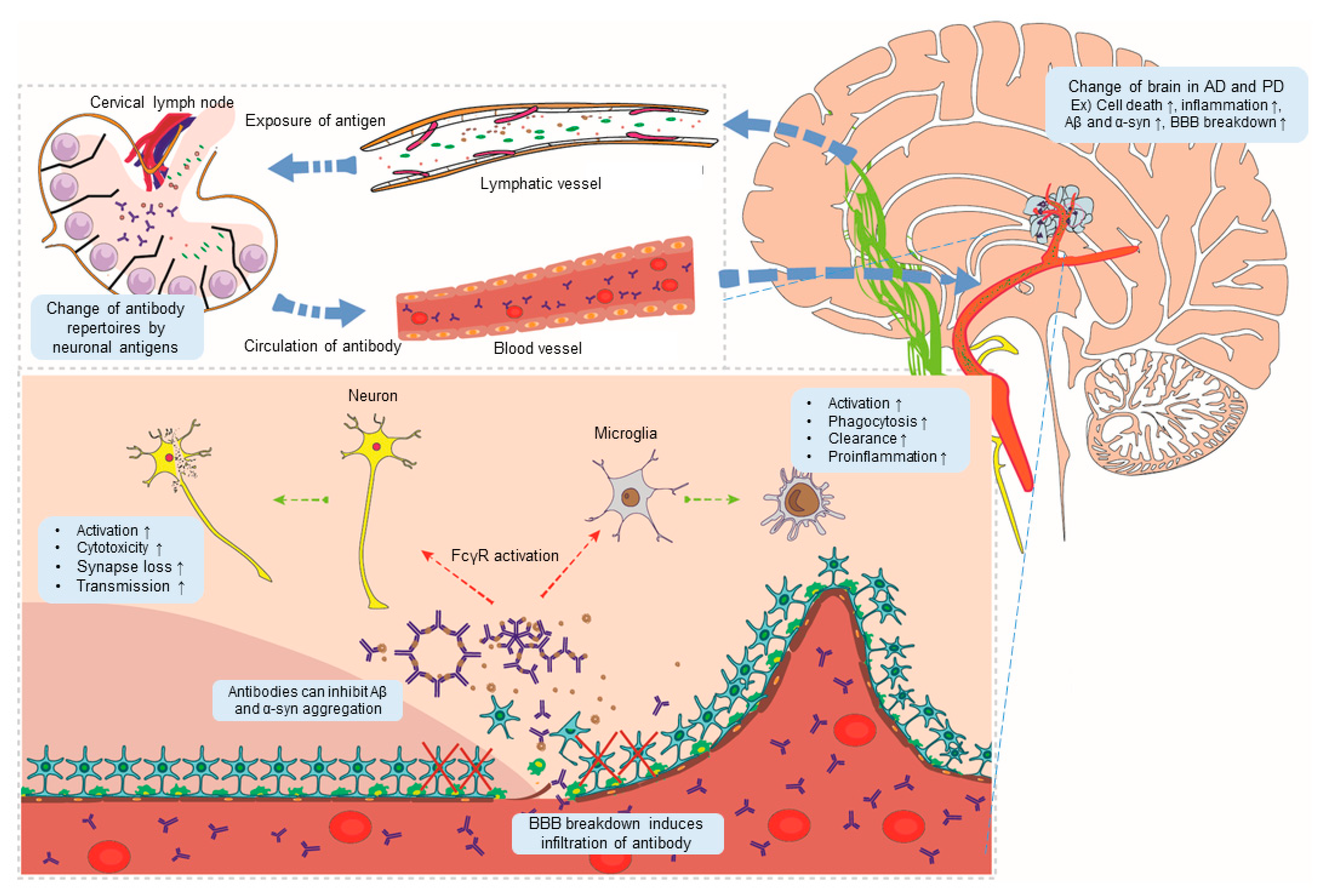 IJMS | Free Full-Text | The Functional Roles and Applications of  Immunoglobulins in Neurodegenerative Disease
