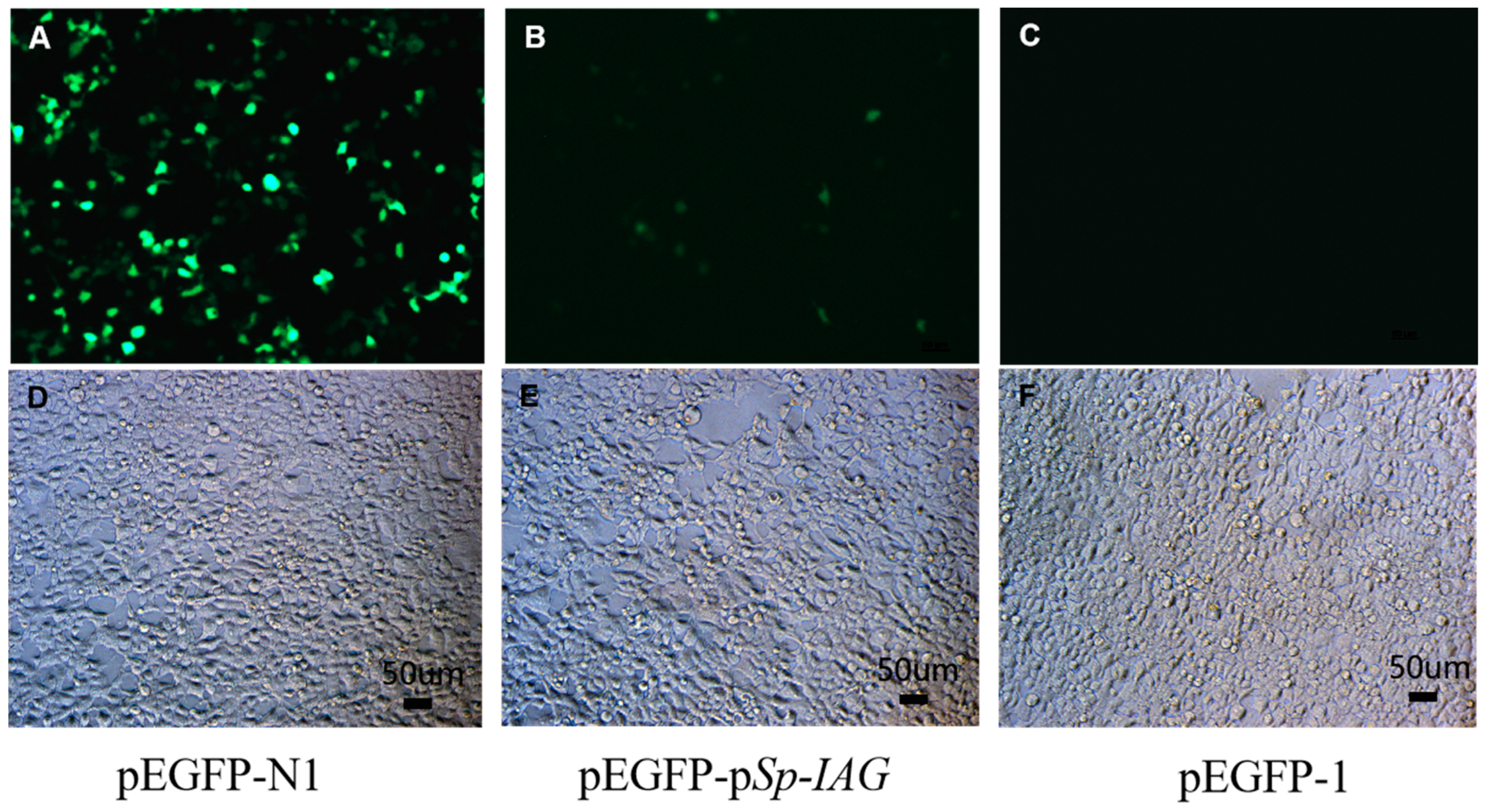 Ijms 21 05300 g001 Ijms 21 05300 g001