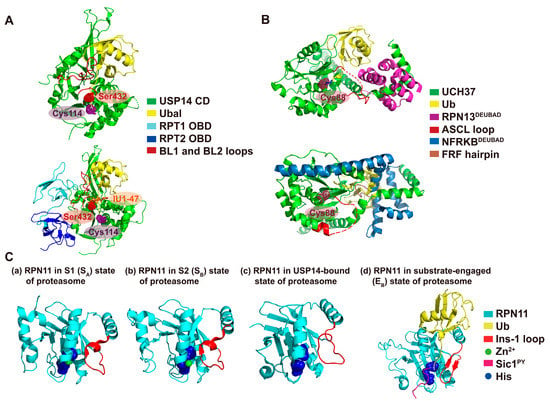 IJMS | Special Issue : Proteolytic Control of Deubiquitinating Enzymes ...