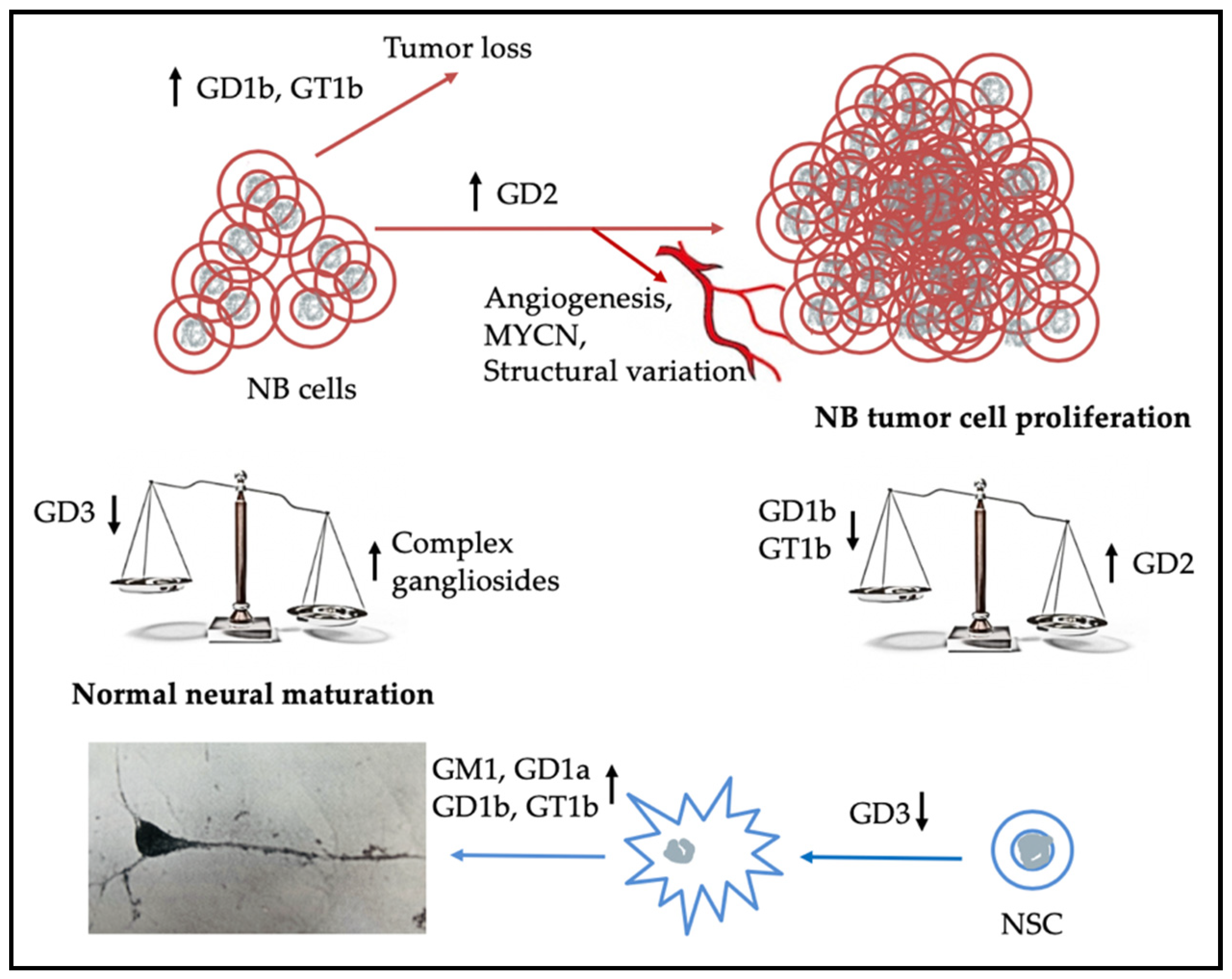 Ijms 21 05313 g002 Ijms 21 05313 g002