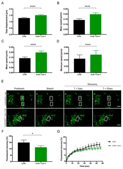 Ijms Free Full Text Endocytosis Of Connexin 36 Is Mediated By Interaction With Caveolin 1 Html