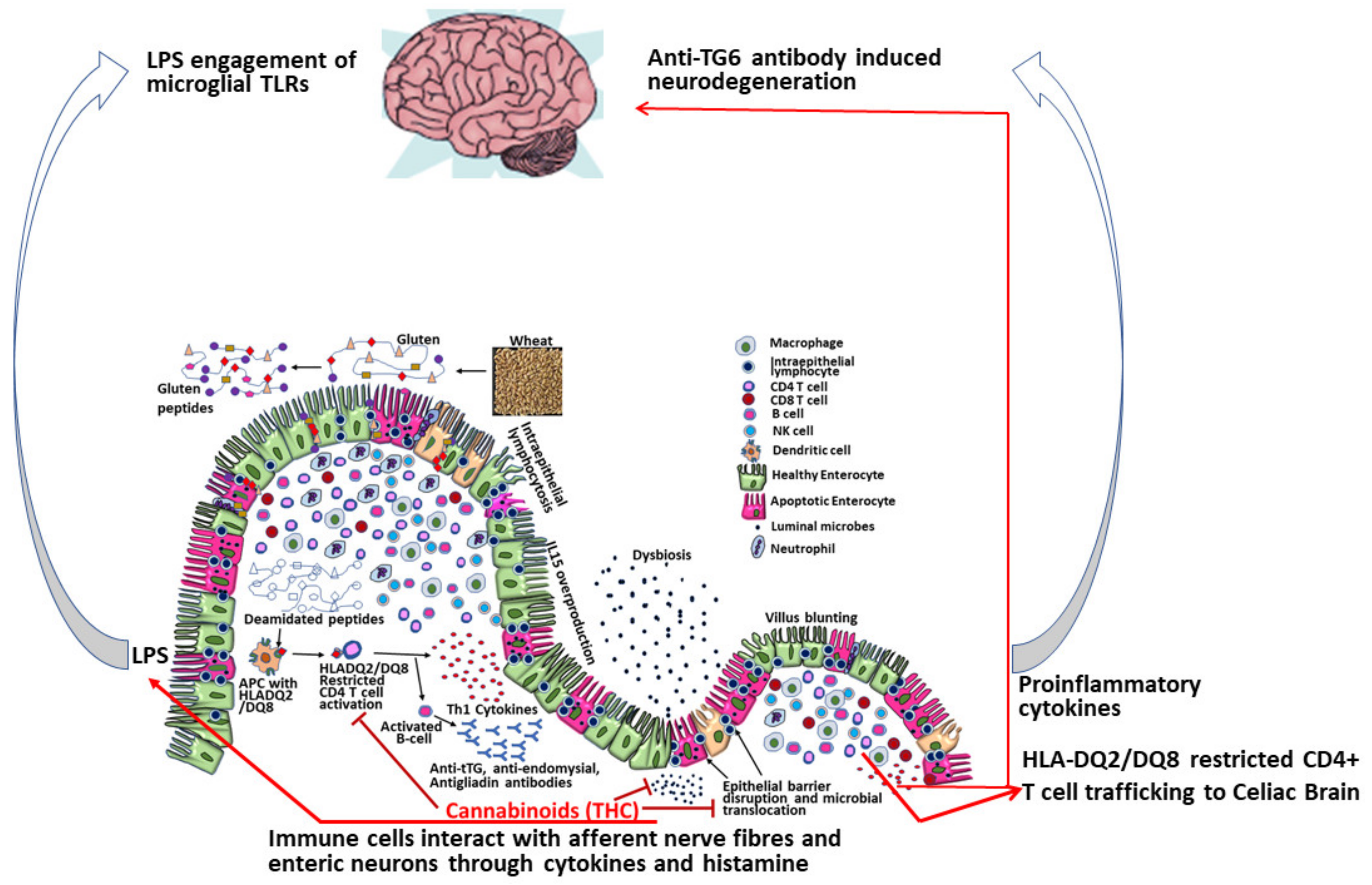 Ijms 21 05407 g002 Ijms 21 05407 g002
