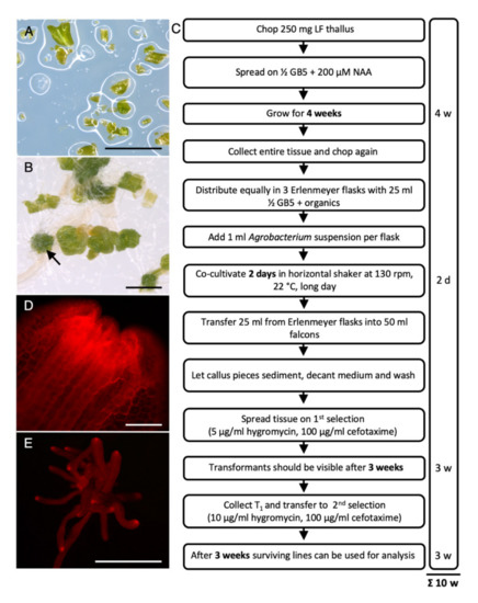 Ijms Free Full Text Transformation Of Riccia Fluitans An Amphibious Liverwort Dynamically Responding To Environmental Changes Html