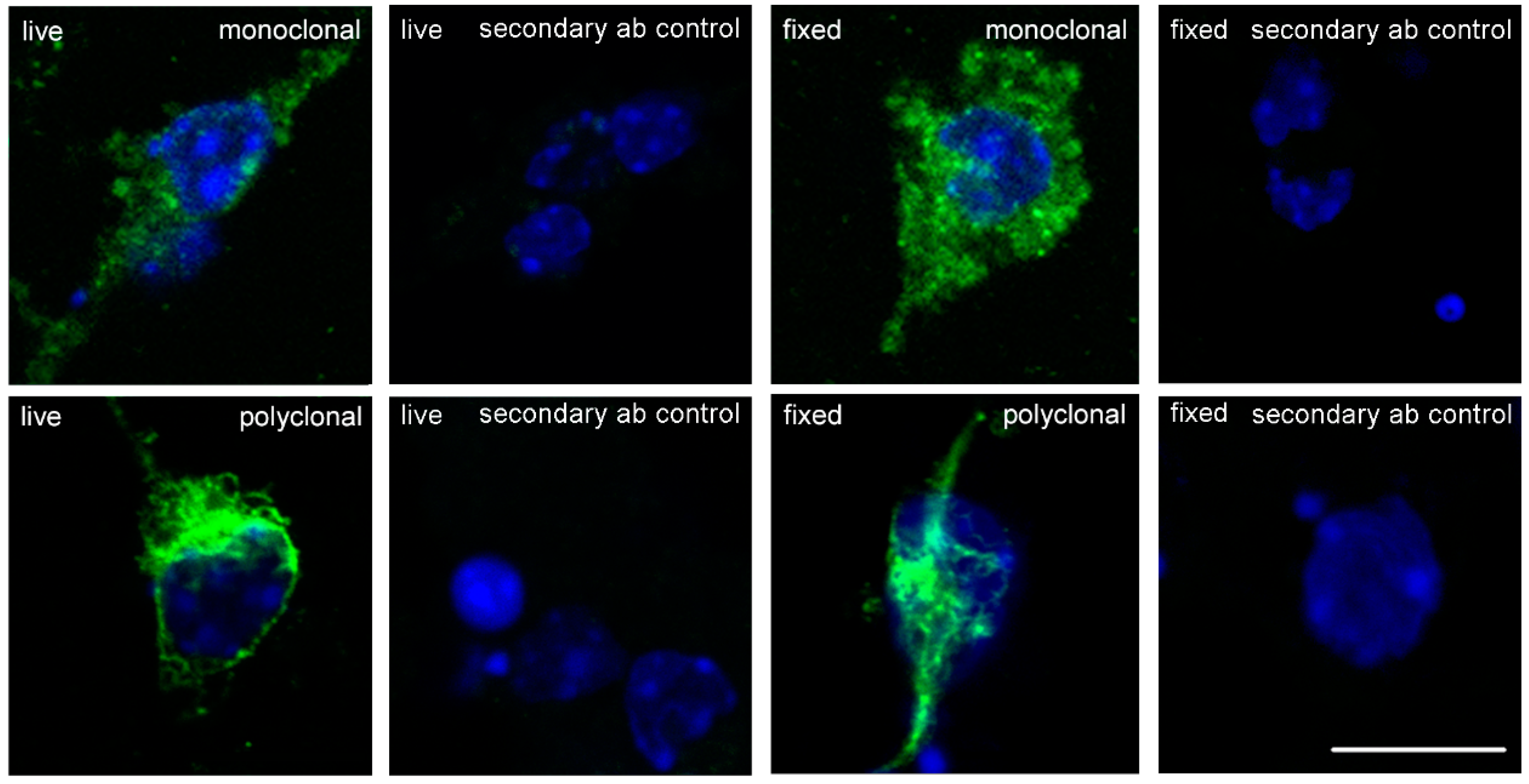 Ijms 21 05417 g001 Ijms 21 05417 g001