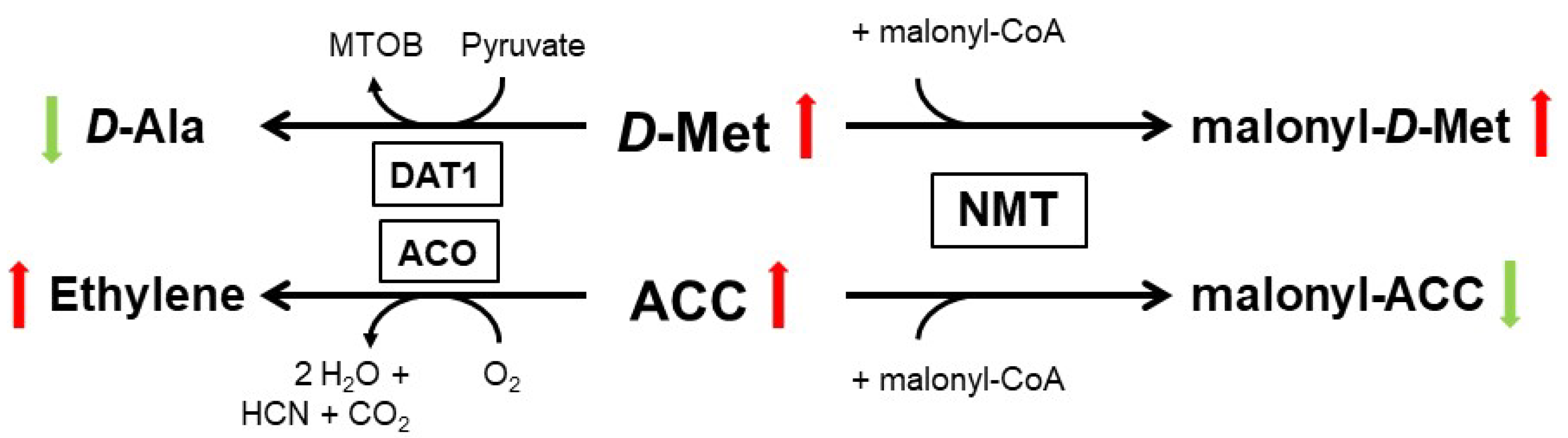 Ijms 21 05421 g002 Ijms 21 05421 g002