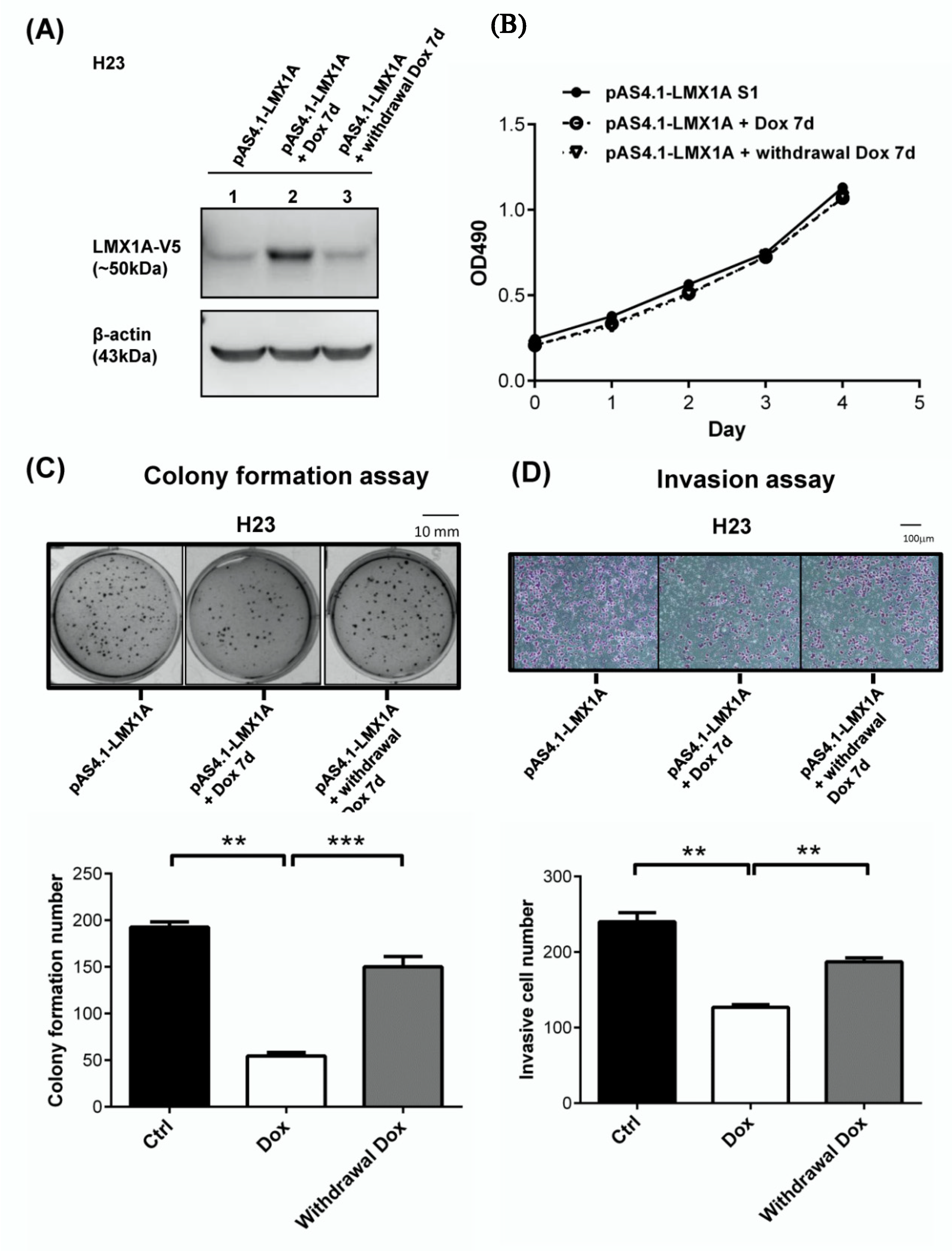 Ijms 21 05425 g005 Ijms 21 05425 g005
