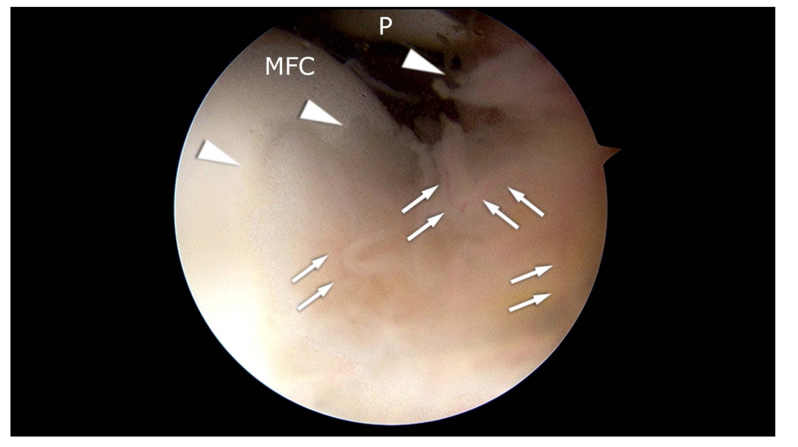 Ijms 21 05430 g001 Ijms 21 05430 g001