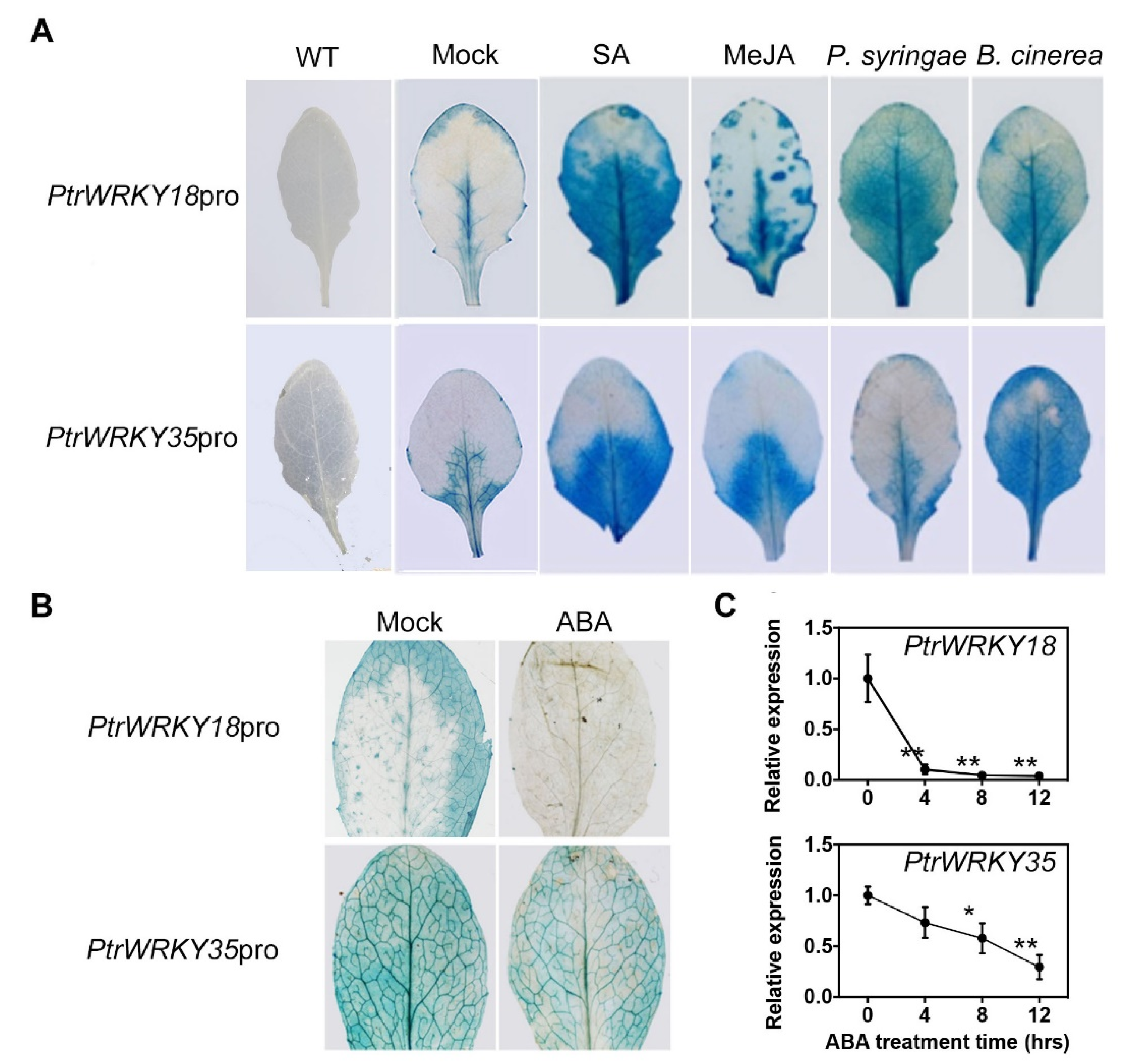 IJMS | Free Full-Text | Heterologous Expression of Poplar WRKY18/35  Paralogs in Arabidopsis Reveals Their Antagonistic Regulation on Pathogen  Resistance and Abiotic Stress Tolerance via Variable Hormonal Pathways
