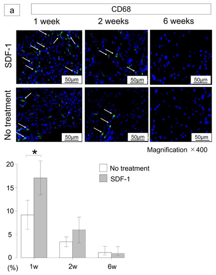 Ijms Free Full Text Intra Articular Injection Of Stromal Cell Derived Factor 1a Promotes Meniscal Healing Via Macrophage And Mesenchymal Stem Cell Accumulation In A Rat Meniscal Defect Model Html